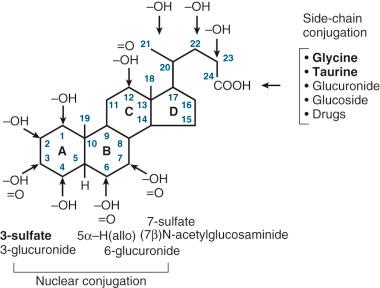 Fig. 2-1, The 5β-cholanoic acid nucleus that is the basic structure of C 24 -bile acids of mammalian species.