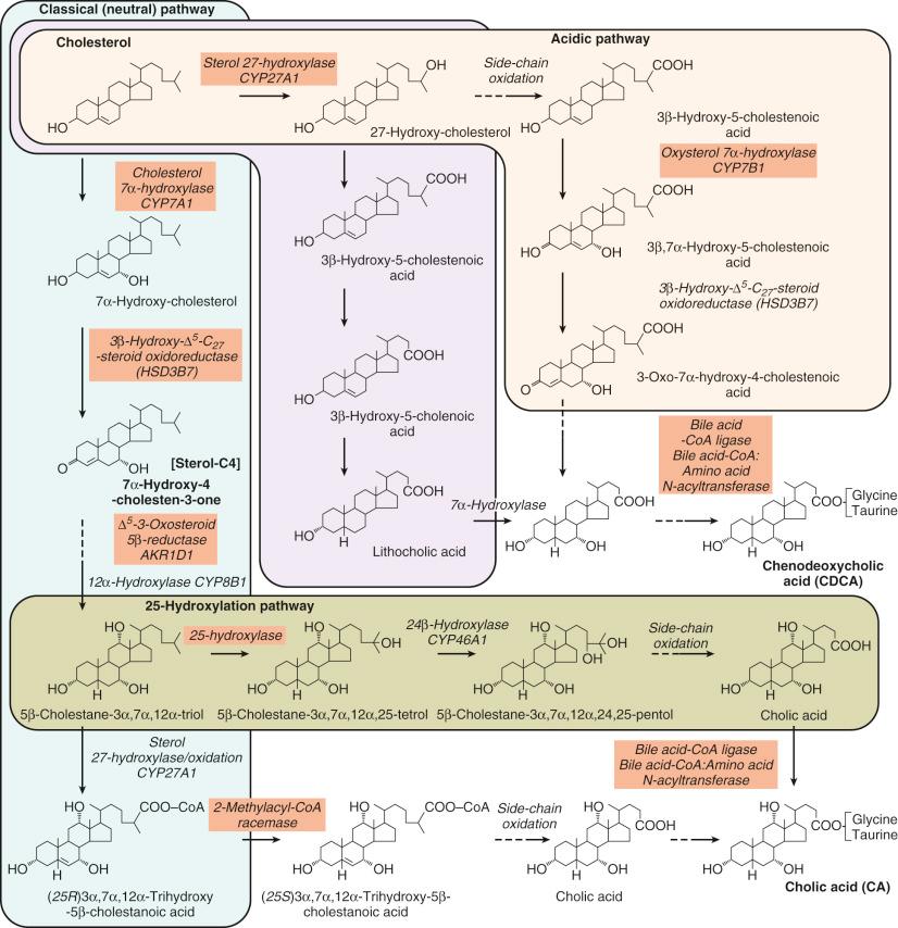 Fig. 2-2, Metabolic pathways leading to the formation of the primary bile acids of cholic and chenodeoxycholic acids from cholesterol.