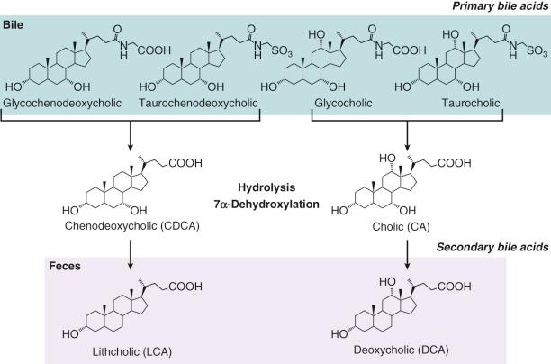 Fig. 2-3, The main reactions of intestinal microbiome in the metabolism of bile acids.