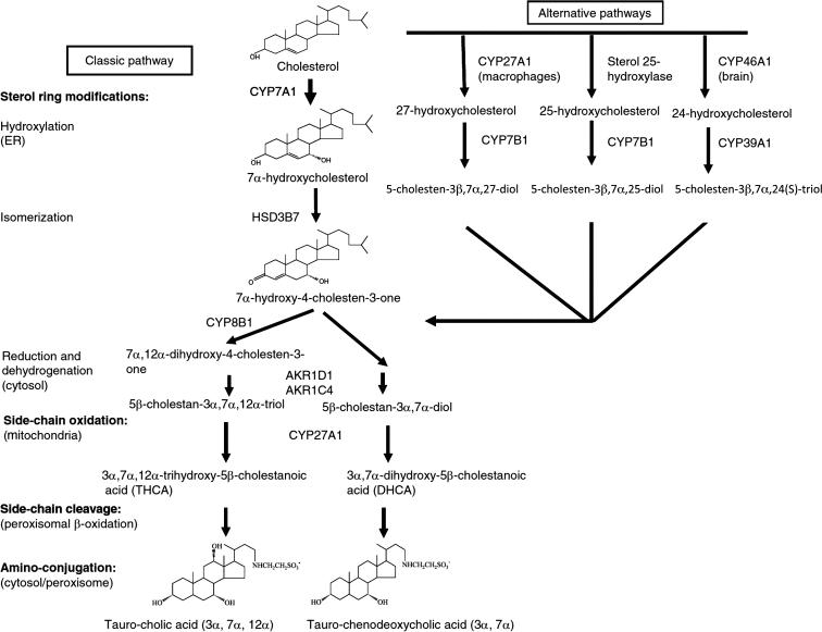 Fig. 41.2, Bile acid synthesis pathways. Primary bile acids are synthesized by the hepatocyte. The major classical (neutral) pathway for bile acid synthesis begins with cholesterol 7α-hydroxylase (CYP7A1). Bile acid intermediates synthesized via this pathway are substrates for the sterol 12α-hydroxylase (CYP8B1), the rate-determining step in the production of cholic acid. In the minor alternative (acidic) pathway for bile acid synthesis, cholesterol is first hydroxylated on its side chain by sterol 27-hydroxylase (CYP27A1), sterol 25-hydroxylase, or sterol 24-hydroxylase (CYP46A1). Subsequent hydroxylation of the steroid nucleus is catalyzed by oxysterol 7α-hydroxylase (CYP7B1) or to a lesser extent by the distinct oxysterol 7α-hydroxylase, CYP39A1. The classical and alternative pathways converge at the enzymatic steps for the reduction and dehydrogenation of the steroid ring. The alternative pathway preferentially produces chenodeoxycholic acid. In mice, ursodeoxycholic acid is also synthesized as a primary bile acid in the liver. The cytochrome P450 (CYP2C70) then converts chenodeoxycholic acid and ursodeoxycholic acid to alpha-muricholic acid and beta-muricholic acid, respectively. After side chain oxidation and cleavage, bile acids are aminoacyl amidated to taurine or glycine.