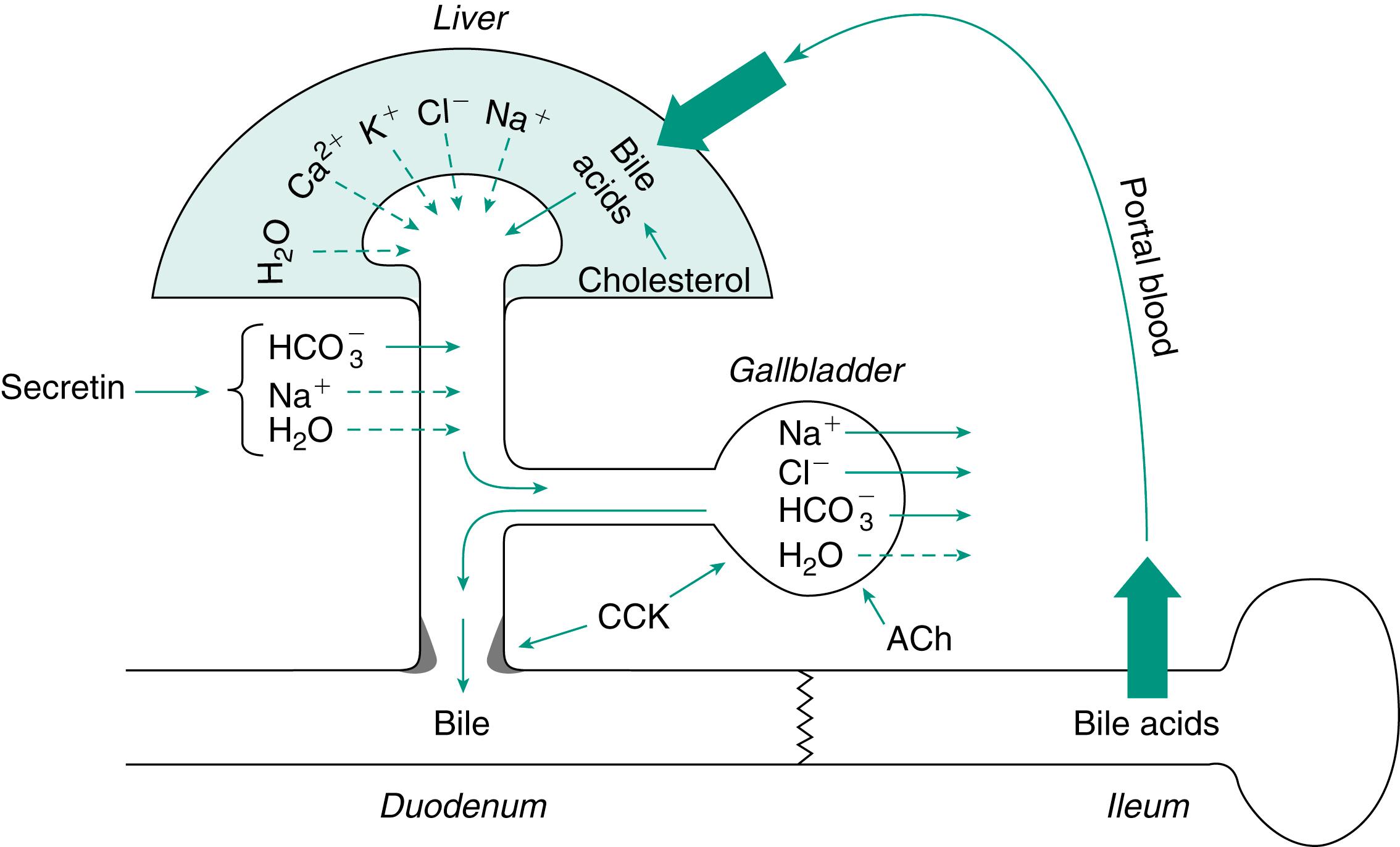 Fig. 10.1, Overview of the biliary system and the enterohepatic circulation of bile acids. Solid arrows indicate active transport processes. ACh , Acetylcholine; Ca 2+ , calcium; CCK , cholecystokinin; Cl − , chloride; H + , hydrogen ion; HCO 3 – , bicarbonate; H 2 O , water; K + , potassium; Na + , sodium.