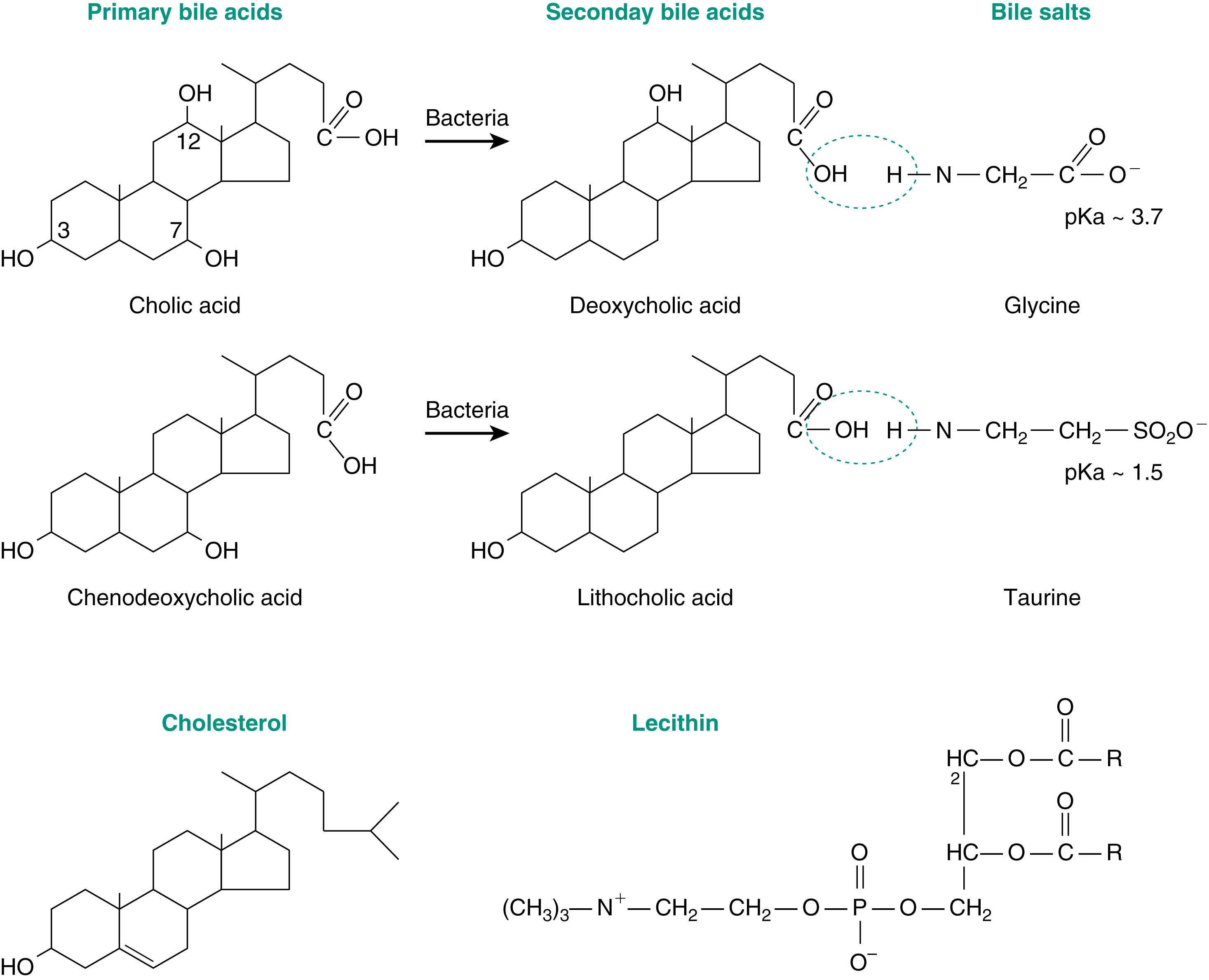 Fig. 10.2, Principal organic constituents of bile. The two primary bile acids may be converted to secondary bile acids in the intestine. Each of the four bile acids may be conjugated to either glycine or taurine to form bile salts. The R-groups of lecithin represent fatty acids. pKa , Negative log of dissociation constant.