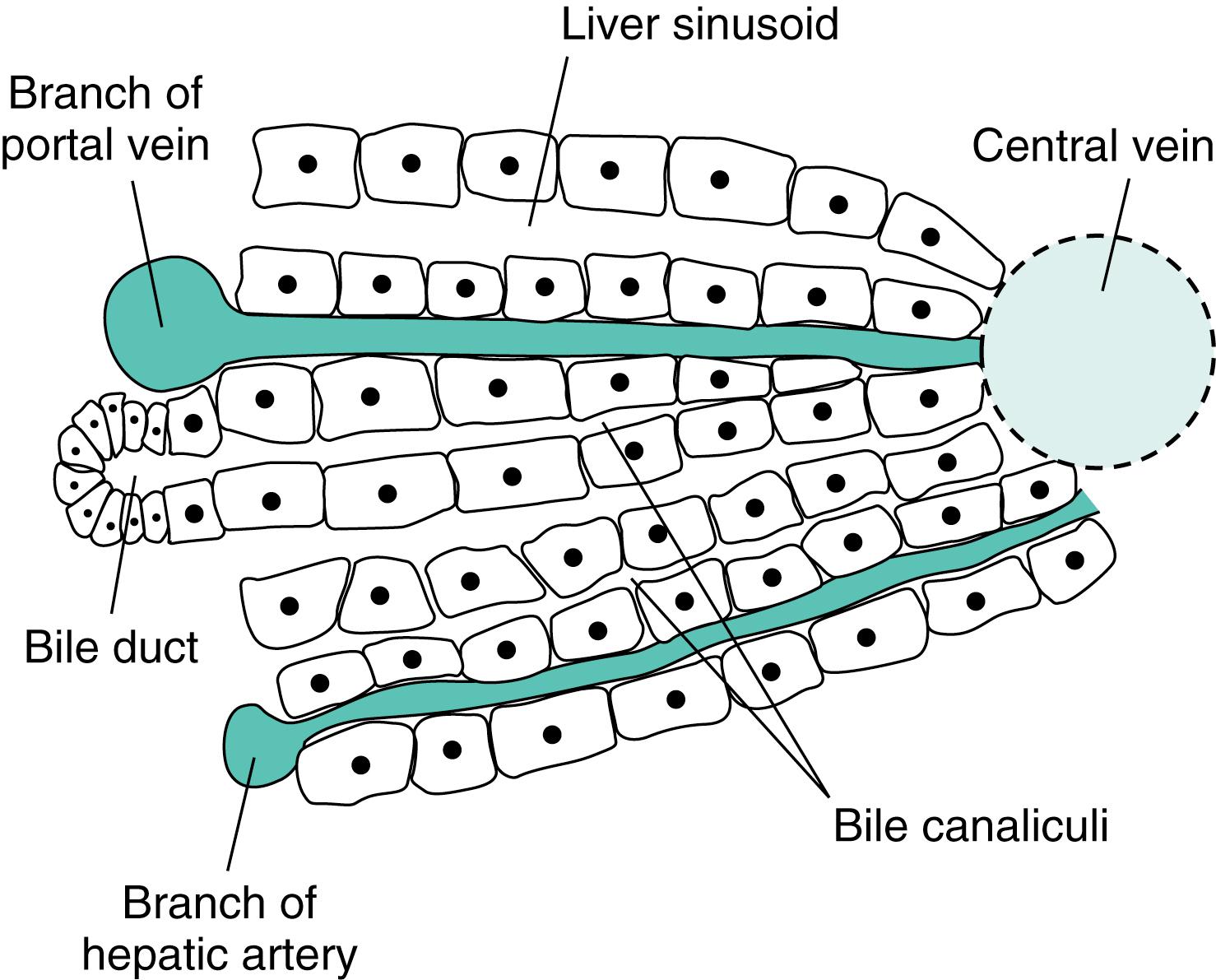 Fig. 10.4, Schematic diagram of the relationship between blood vessels, hepatocytes, and bile canaliculi in the liver. Each hepatocyte is exposed to blood at one membrane surface and a bile canaliculus at the other.