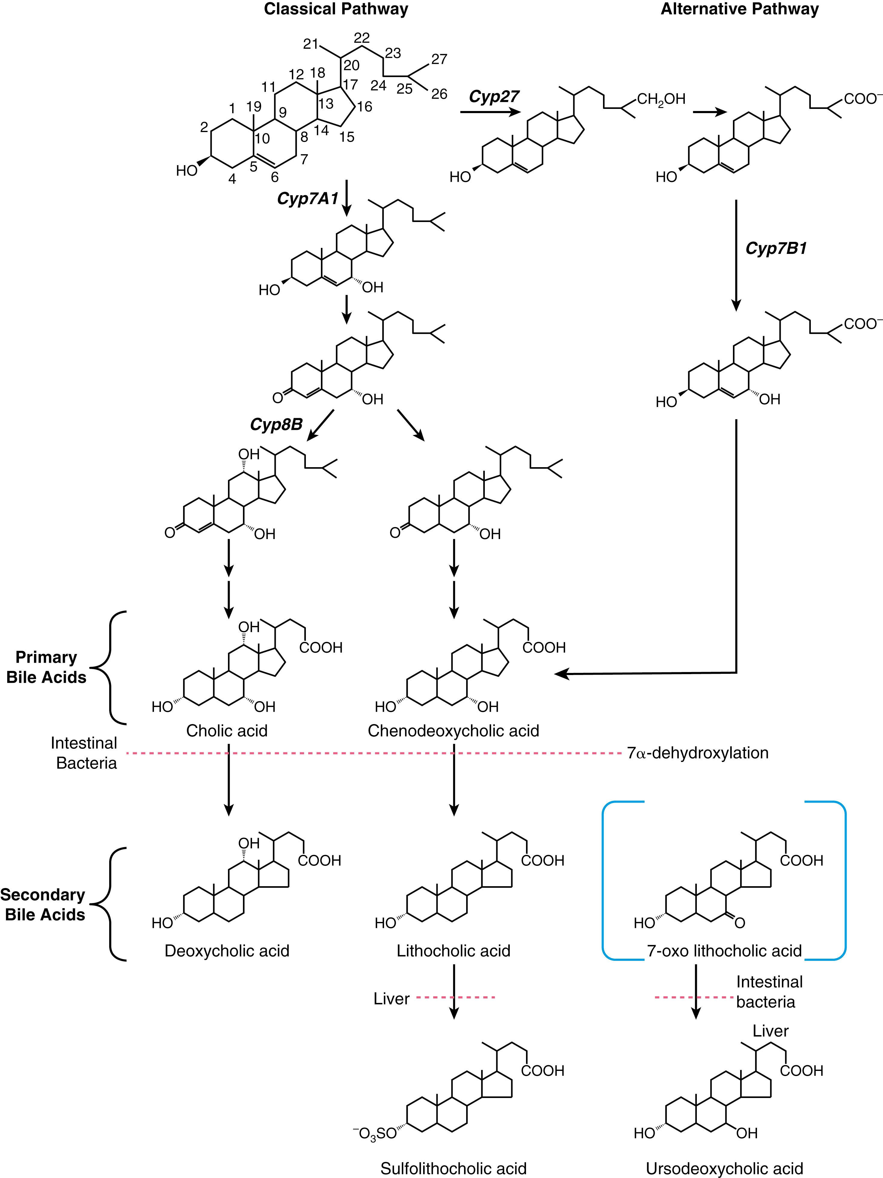 Fig. 64.2, Bile acid synthesis and metabolism. The primary bile acids are synthesized from cholesterol in the liver by 2 major pathways, the “classical” neutral pathway ( CYP7A1/CYP8B1 pathway) that favors cholic acid and the “alternative” acidic ( CYP27/CYP7B1 ) pathway that favors chenodeoxycholic acid. Secondary metabolism of bile acids includes 7α-dehydroxylation by the intestinal flora, deconjugation by the intestinal flora, epimerization of the 3α- and 7α-hydroxyl groups by the intestinal flora, hepatic reduction of the 7-oxo derivative of chenodeoxycholic acid to 7-oxo lithocholic acid, and hepatic re-epimerization of 3β-hydroxy bile acids. Bile acids are also sulfated primarily at the C-3 position by the liver and kidney. CYP , cytochrome P450; CYP7A1 , cholesterol 7α-hydroxylase; CYP7B1 , oxysterol 7α-hydroxylase; CYP8B1 , sterol 12α-hydroxylase; CYP27 , sterol 27-hydroxylase.