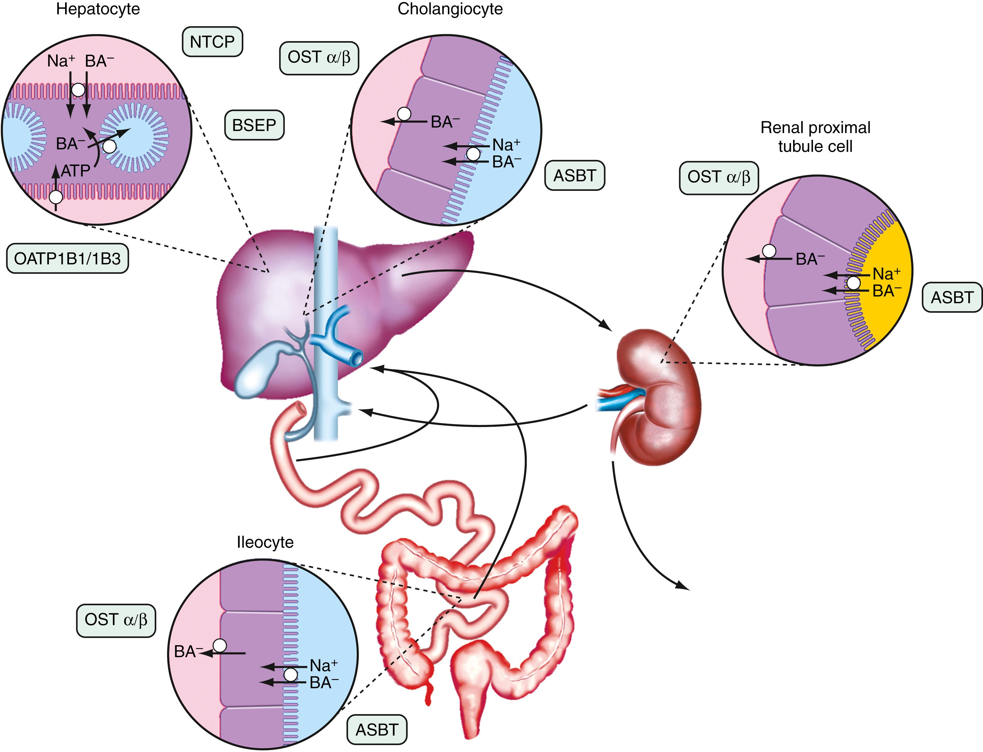 Fig. 64.3, Enterohepatic circulation of bile acids showing the individual transport proteins responsible for bile acid (BA) transport across epithelia of various cells, including hepatocytes, cholangiocytes, ileocytes (ileal enterocytes), and renal proximal tubule cells. A − , anion; ASBT (gene symbol SLC10A2 ), apical sodium bile acid transporter; BSEP (ABCB11), bile salt export pump; NTCP (SLC10A1), Na + -taurocholate cotransporting polypeptide; OATP , organic anion transporting polypeptide; OST , organic solute transporter.
