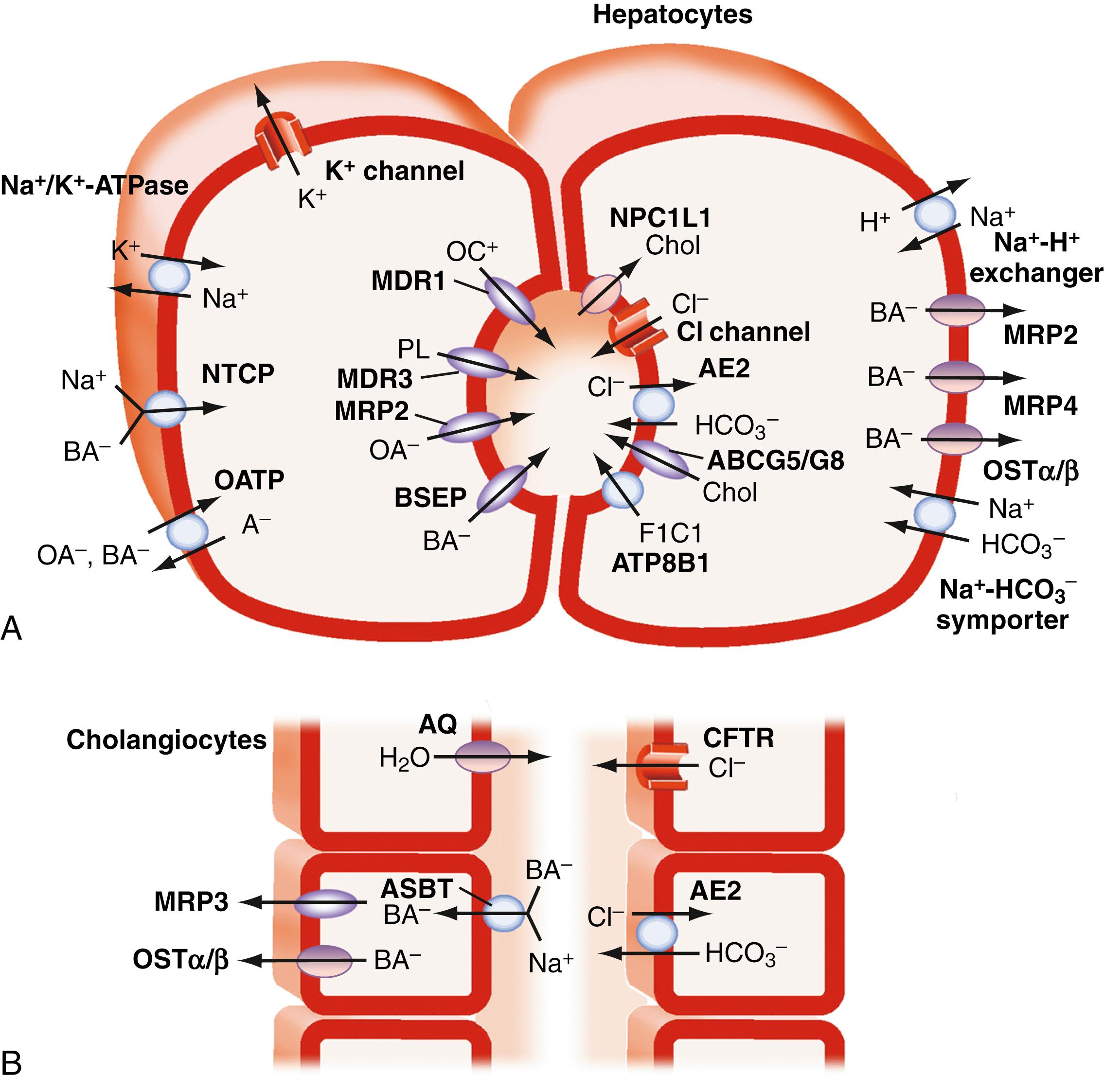 Fig. 64.4, Hepatocyte and cholangiocyte transporters important for bile acid secretion.