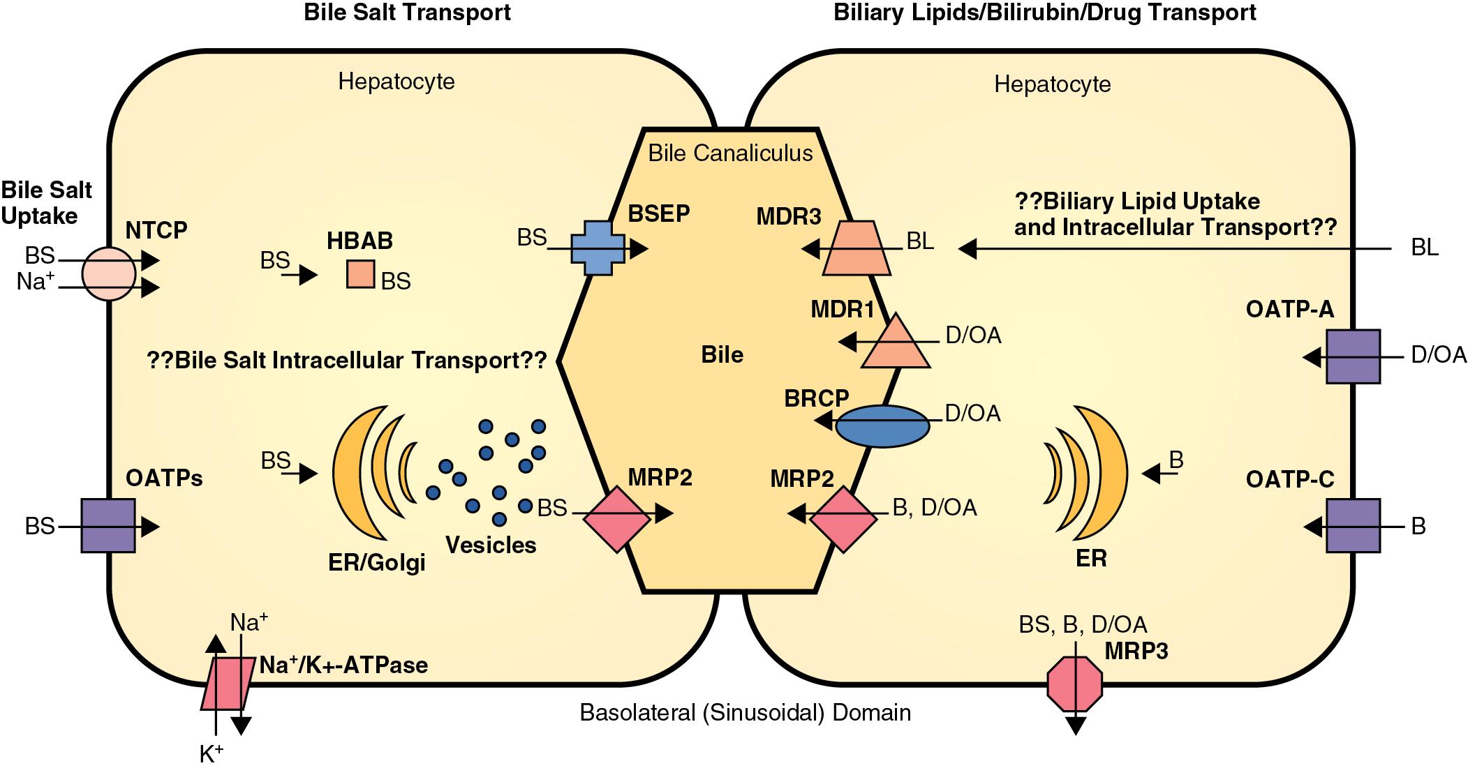 Bile secretion and pathophysiology of biliary tract obstruction ... Biology Diagrams