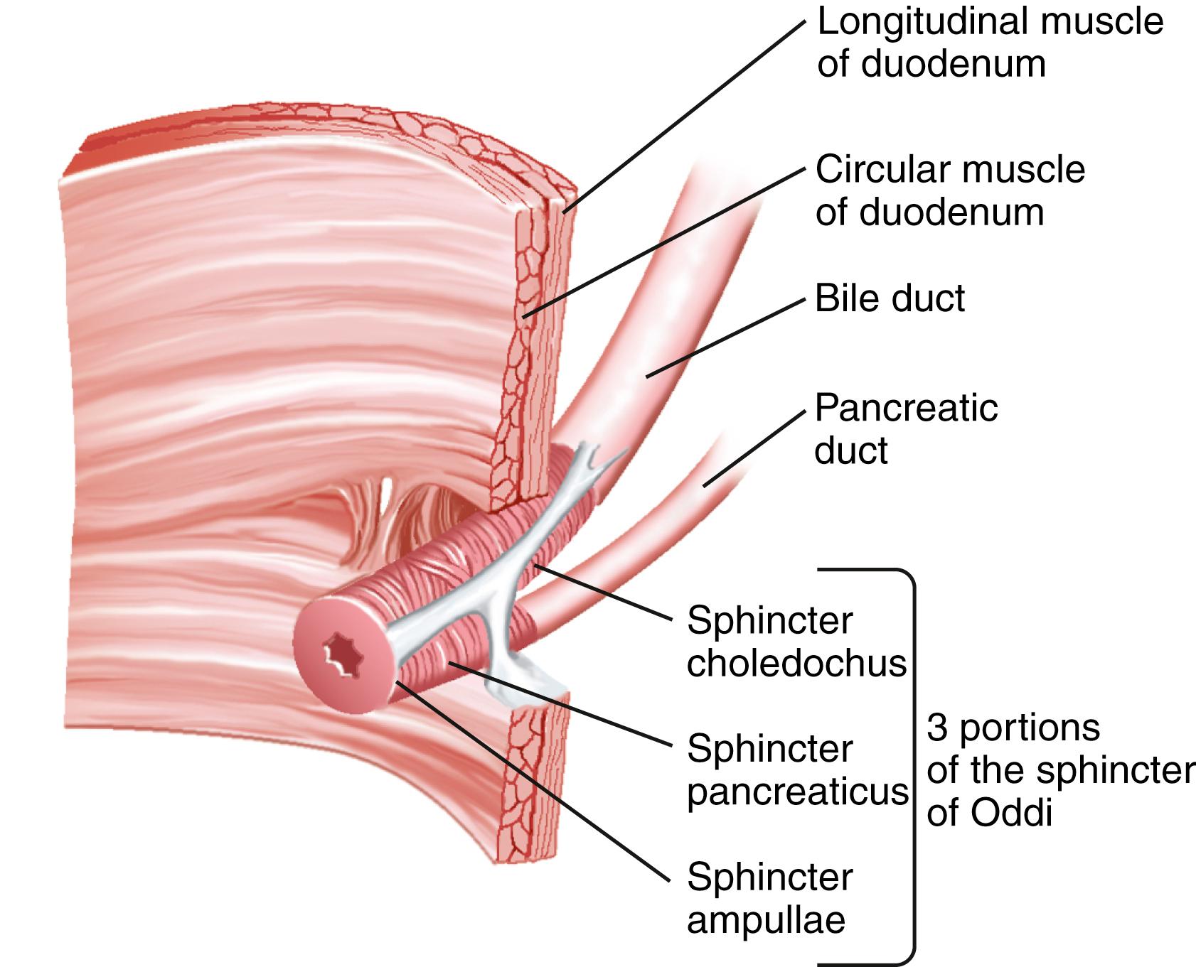 Fig. 63.1, Anatomy of the sphincter of Oddi.