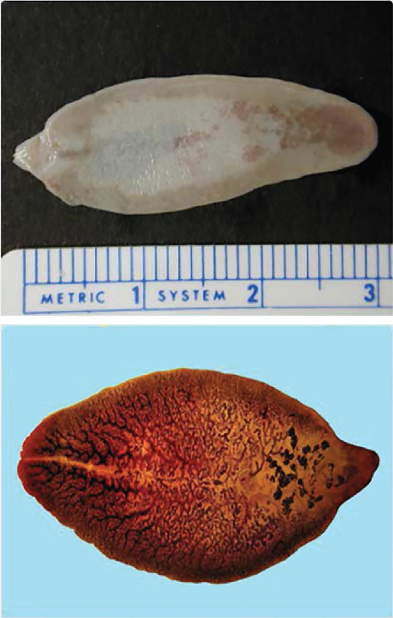 FIGURE 45.3, A, Unstained adult of Fasciola hepatica fixed in formalin. B, Adult of F. hepatica stained with carmine.