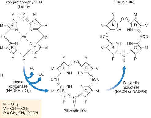 Fig. 58-1, Mechanism of heme ring opening and subsequent reduction of biliverdin to bilirubin.