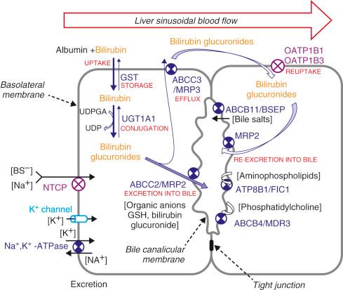 Fig. 58-4, Summary of bilirubin metabolism by hepatocytes.