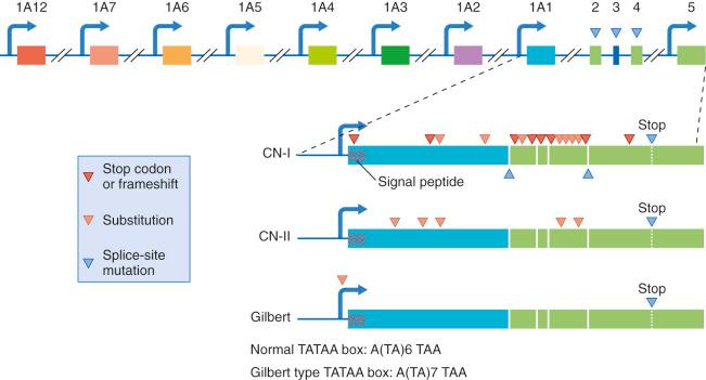 Fig. 58-6, The human UGT1A locus in human chromosome region 2q37 that comprises several genes encoding the uridine diphosphoglucuronate glucuronosyltransferase 1A family of isoforms.