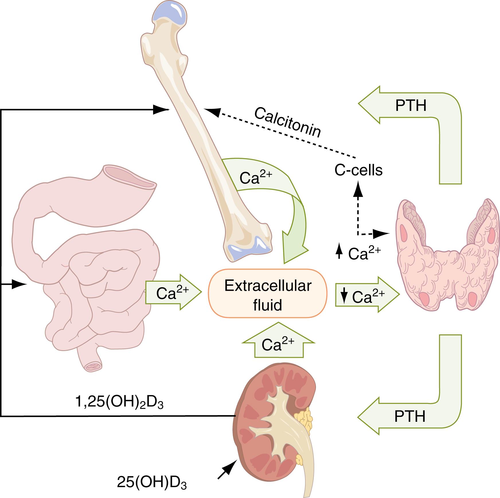 Figure 16.2, Calcium homeostasis. Solid arrows and block arrows indicate effects that increase serum calcium levels; dashed arrows indicate negative effects that decrease serum calcium.