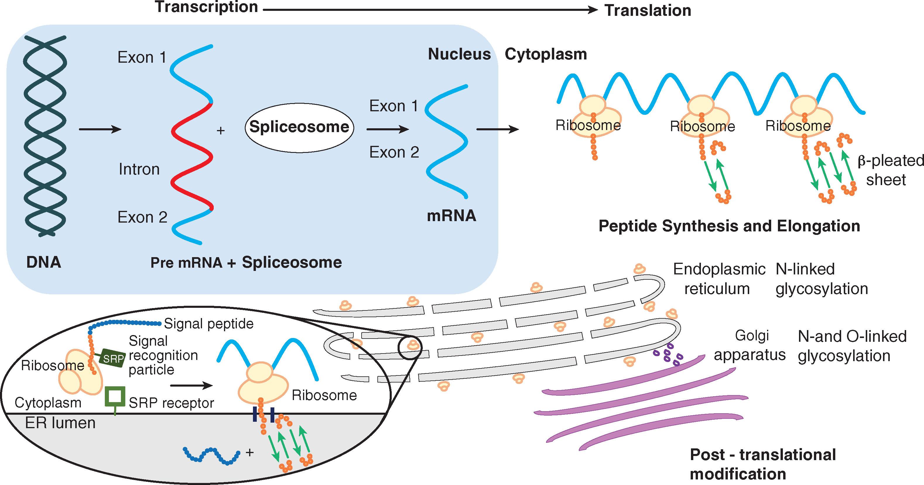 Fig. 9.2, Sequence of events in protein synthesis.