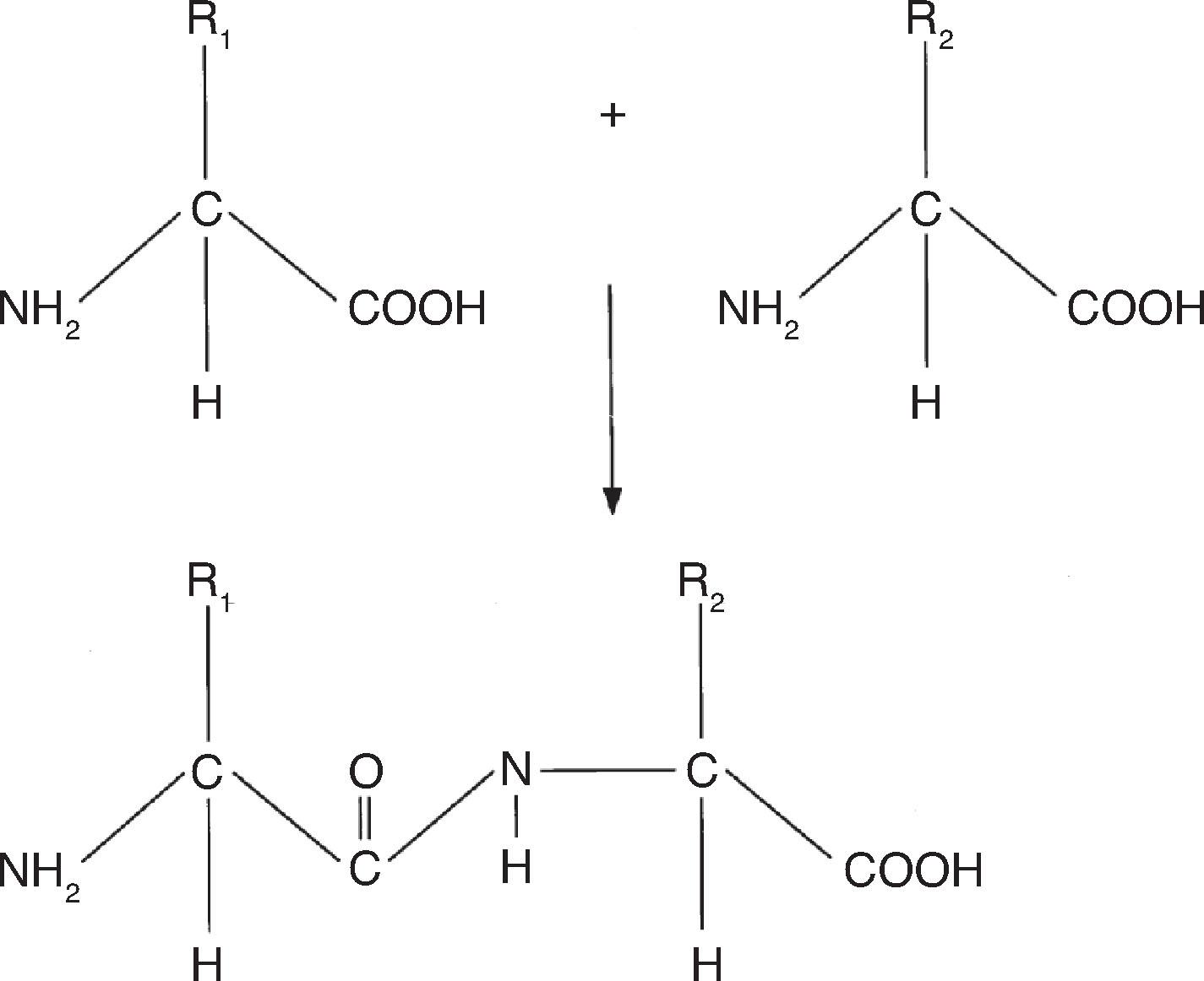 Fig. 9.5, Formation of a peptide bond.