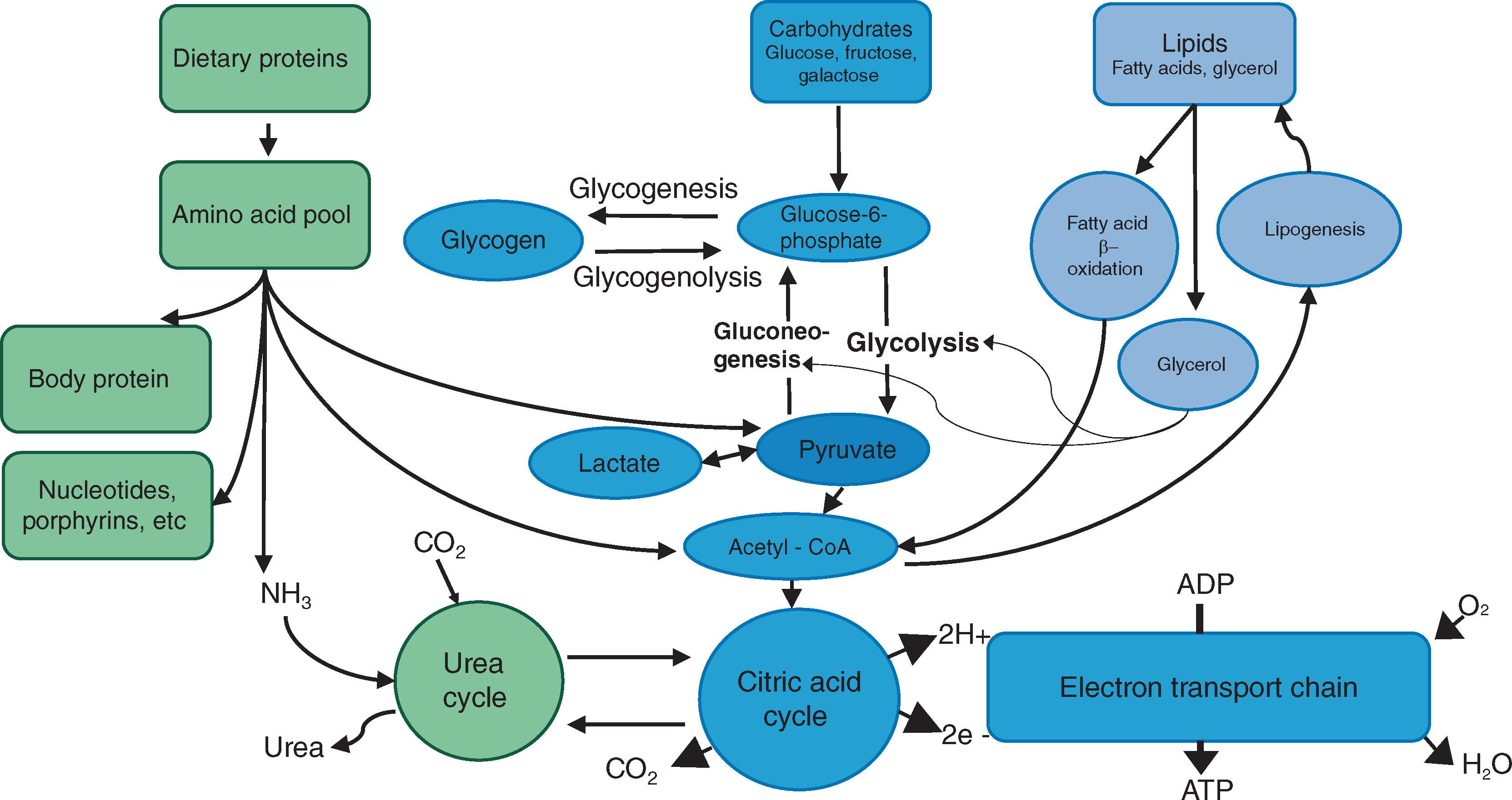 Fig. 9.6, Processing of dietary constituents. ADP, Adenosine diphosphate; ATP, adenosine triphosphate.