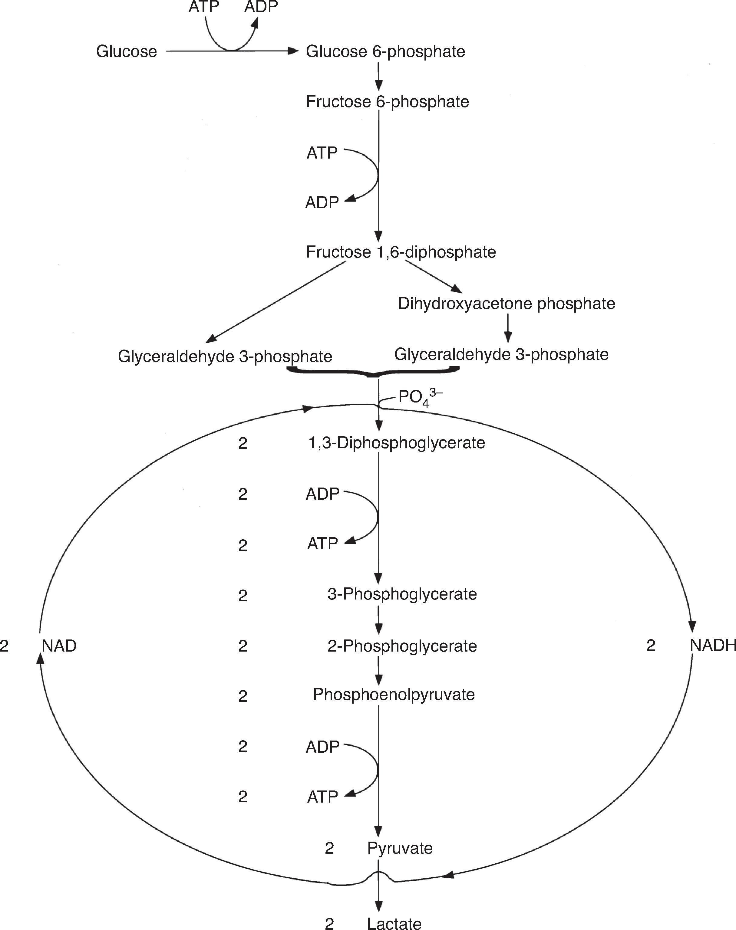 Fig. 9.7, Glycolysis, a metabolic rearrangement in which hexose sugars are converted to pyruvate or lactate. The major attack is the cleavage of fructose 1,6-diphosphate to two trioses. Note that two molecules of ATP are used up in the phosphorylation reactions in the first half of glycolysis, while two pairs of ATP molecules are produced in the second half, for an overall gain of two ATP molecules. Two NAD + molecules are converted to NADH in the oxidative phosphorylation of glyceraldehyde 3-phosphate. Under anaerobic conditions the NADH is used to reduce pyruvate to lactate, which regenerates NAD + . In aerobic glycolysis the NADH molecules enter the TCA cycle. ADP, Adenosine diphosphate; ATP , adenosine triphosphate; NAD , nicotinamide adenine dinucleotide; TCA , tricarboxylic acid.