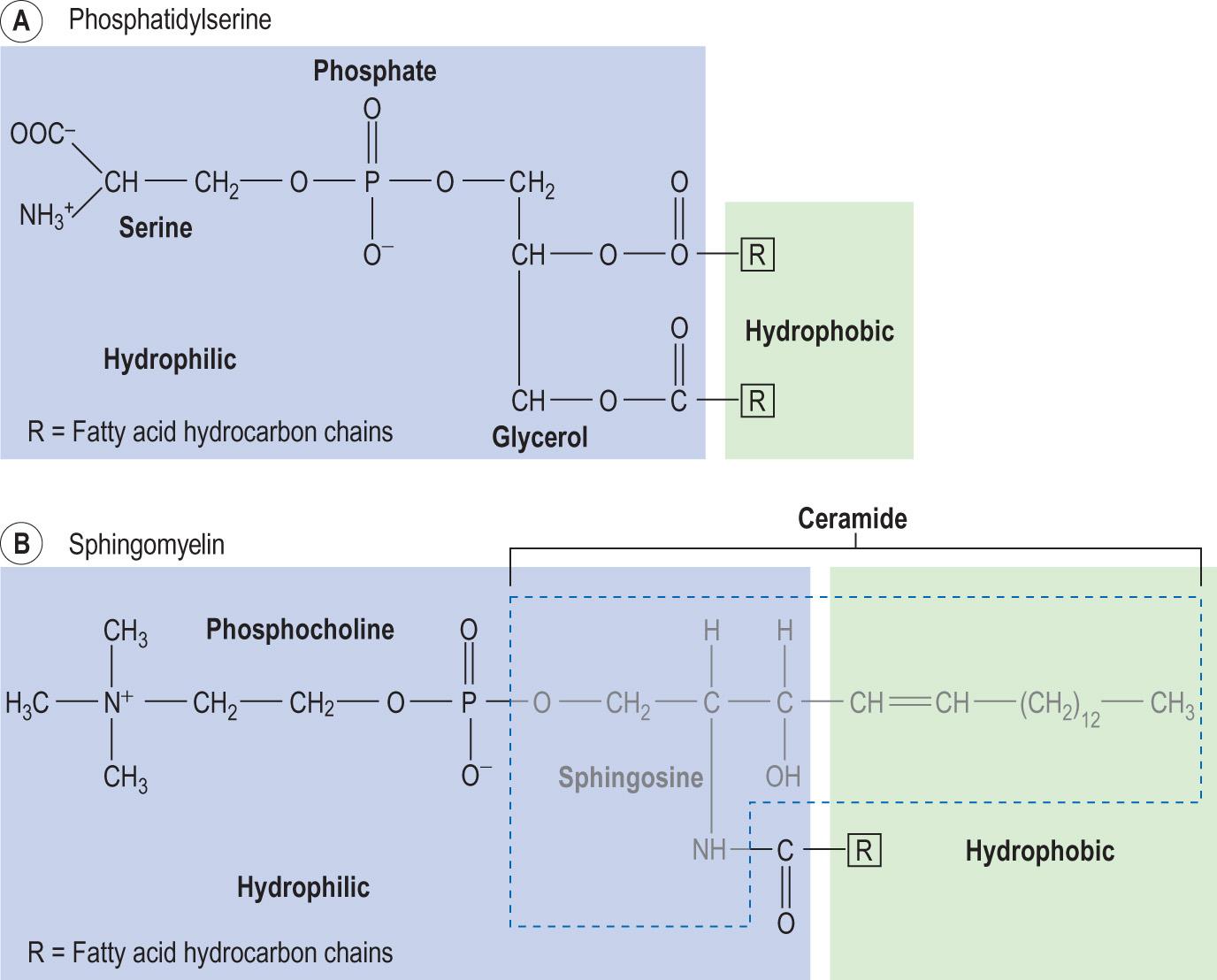 Fig. 2.11, Structure of (A) phosphatidylserine and (B) sphingomyelin.