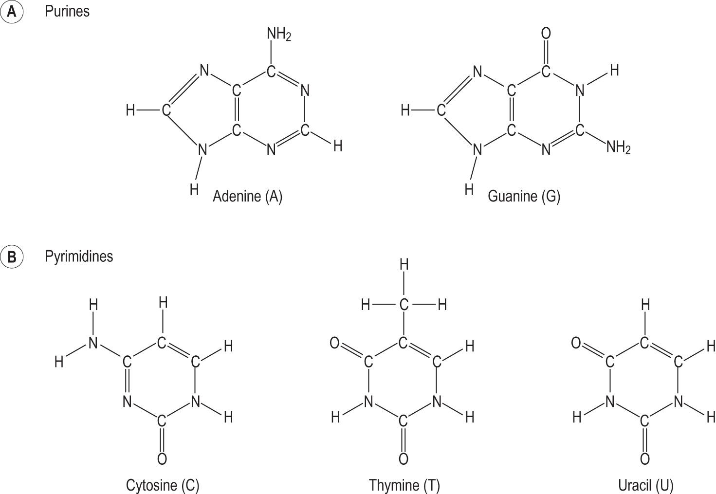 Fig. 2.12, Structure of (A) purine and (B) pyrimidine bases.