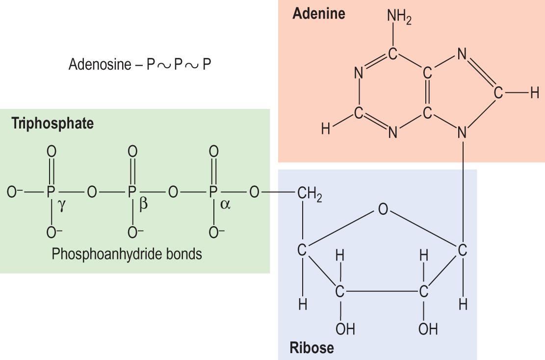 Fig. 2.14, Structure of adenosine triphosphate (ATP).