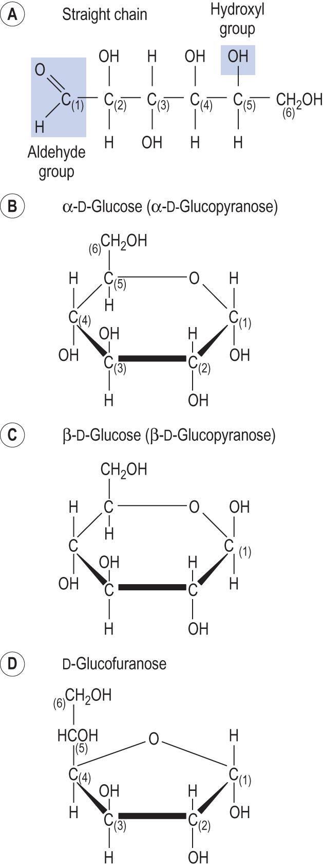 Fig. 2.7, Different forms of glucose.