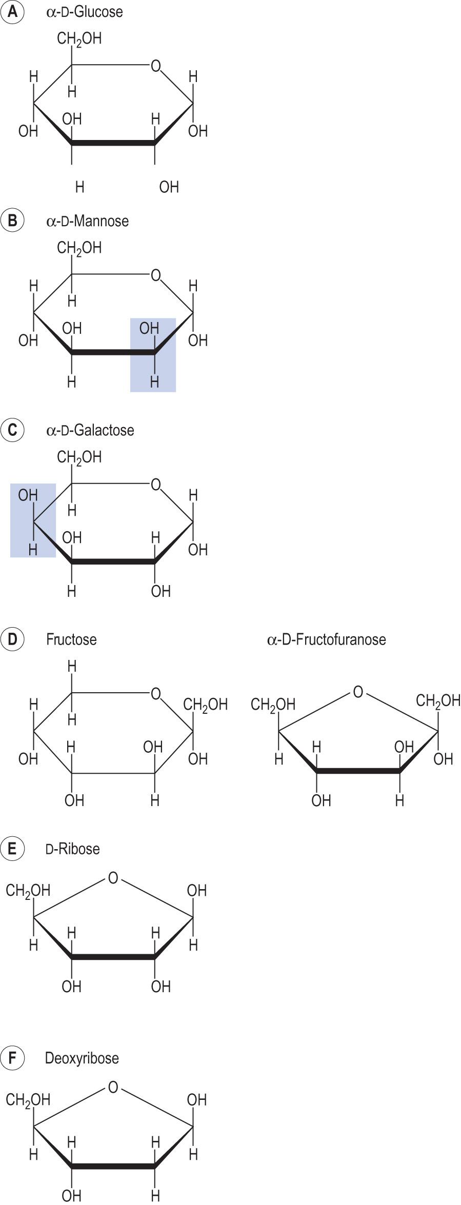 Fig. 2.8, Common monosaccharides.