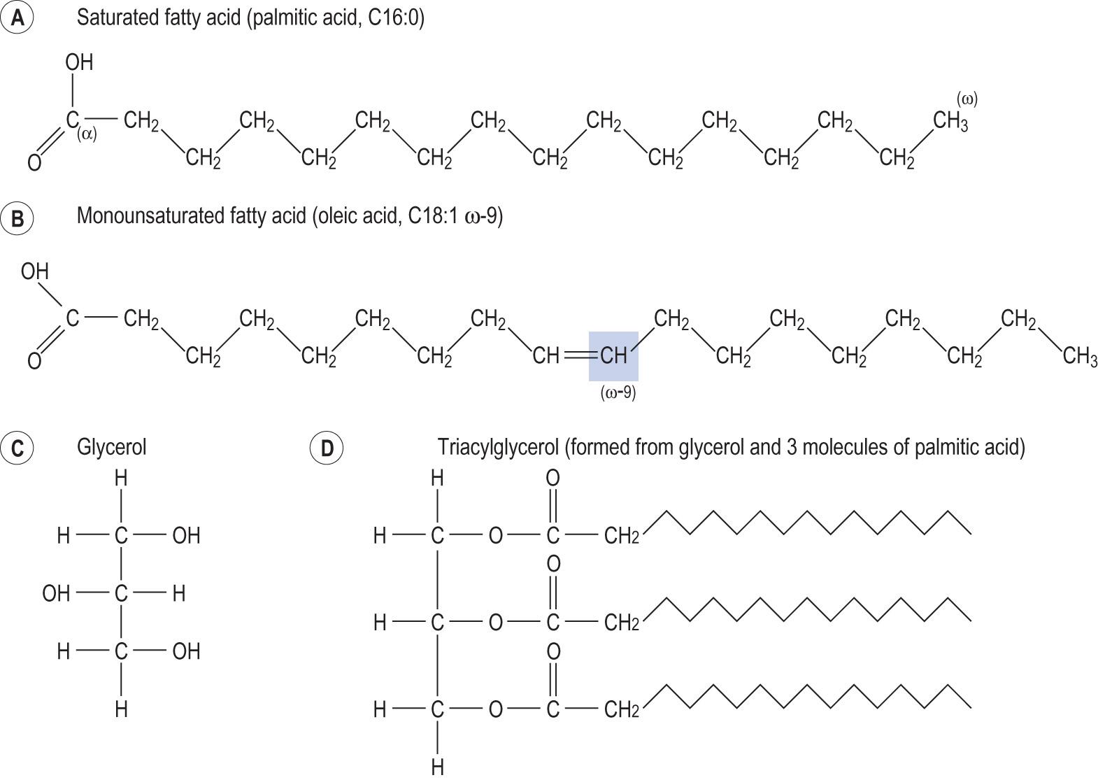 Fig. 2.9, Fatty acids, glycerol and triacylglycerol.