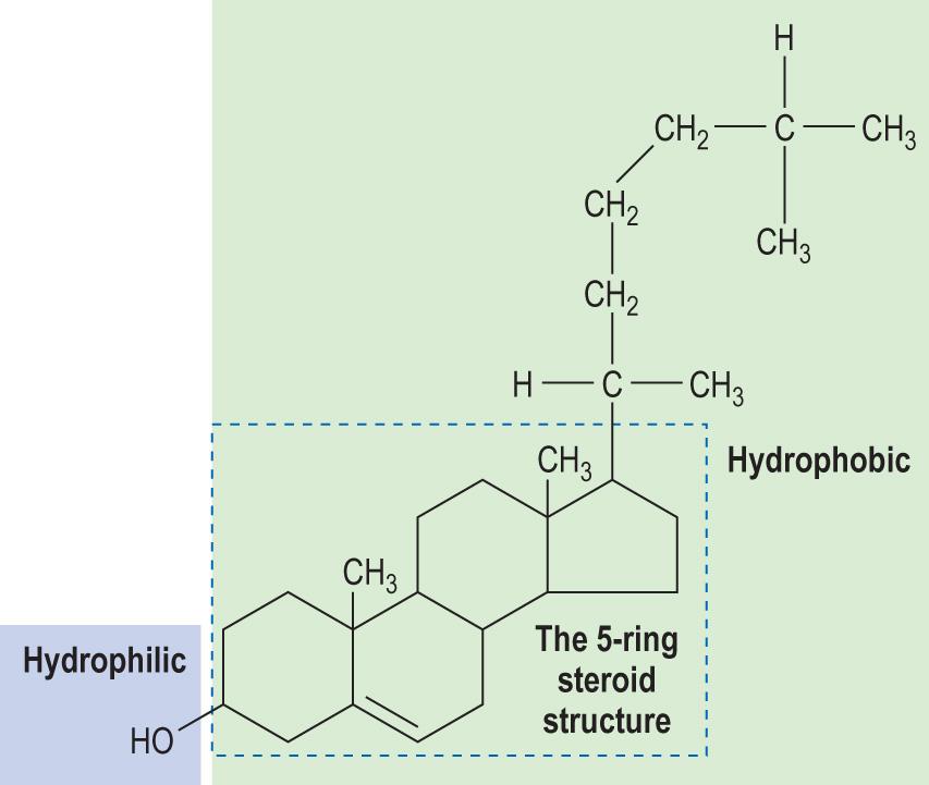 Fig. 2.10, Structure of cholesterol.