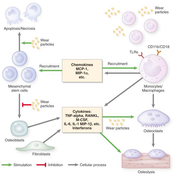 Fig. 8.3, Diagram of the biologic reactions associated with wear particles.