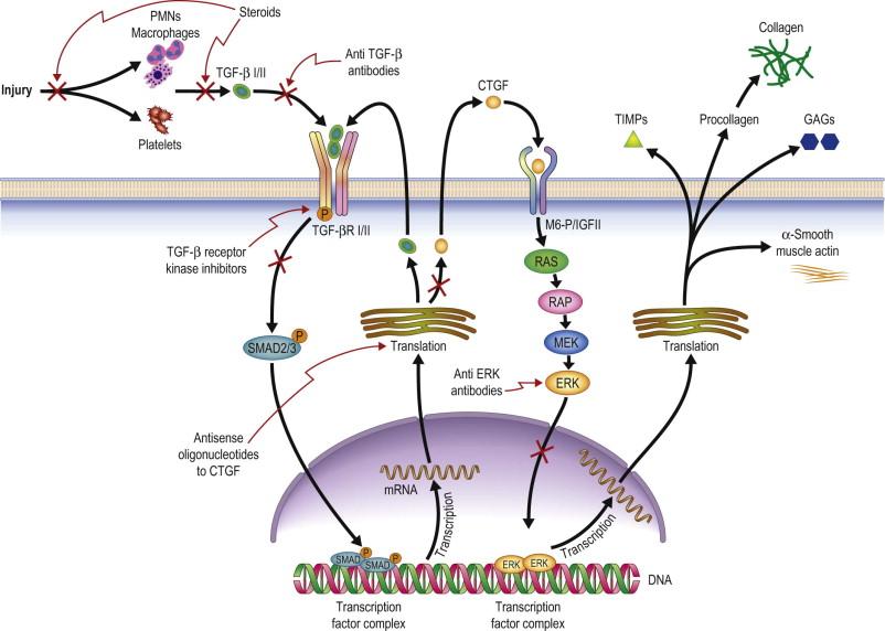 Figure 94-3, Signaling pathway of growth factors and their effects in fibroblasts after injury, Injury results in leukocyte and platelet release from vessels. These, in turn, release TGF-β which interacts with receptors on the fibroblast cell wall (TGF-βR I and II). This initiates the SMAD 2/3 pathway which enters the nucleus and results in the transcription of CTGF and additional TGF-β mRNA. In the cytoplasm, this is translated by rough endoplasmic reticulum into TGF-β and CTGF proteins. CTGF interacts with its receptor (mannose-6-phosphate/insulin-like growth factor receptor) and stimulates the ERK pathway which results in the production of tissue inhibitors of matrix proteinases (TIMP), procollagen, glycosaminoglycans, and α-smooth muscle actin.