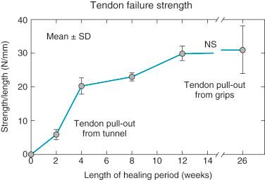 FIG 5-4, Pull-out strength of graft correlates with the number and size of bridging, Sharpey-like collagen fibers. NS, Not significant.