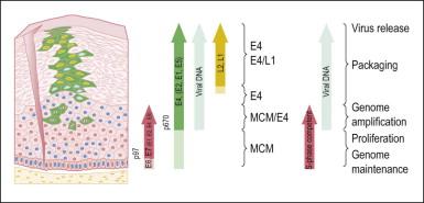 Figure 9.4, HPV gene expression during its life cycle in the genital squamous mucosa, from HPV-infected basal cell and maturation to surface of epithelium. Upon infection, the viral genome is maintained as a low copy number episome. During epithelial differentiation, the p97 promoter directs E6 and E7 expression for S-phase entry (red) and viral replication proteins (E1, E2, E4, E5) increase in abundance (green), facilitating amplification of viral genomes (blue). E4 persists in upper epithelial layers where viral capsid proteins (L1, L2; yellow) are found.