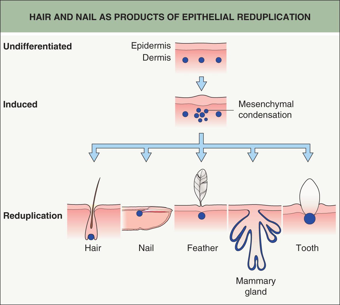 Fig. 68.1, Hair and nail as products of epithelial reduplication.