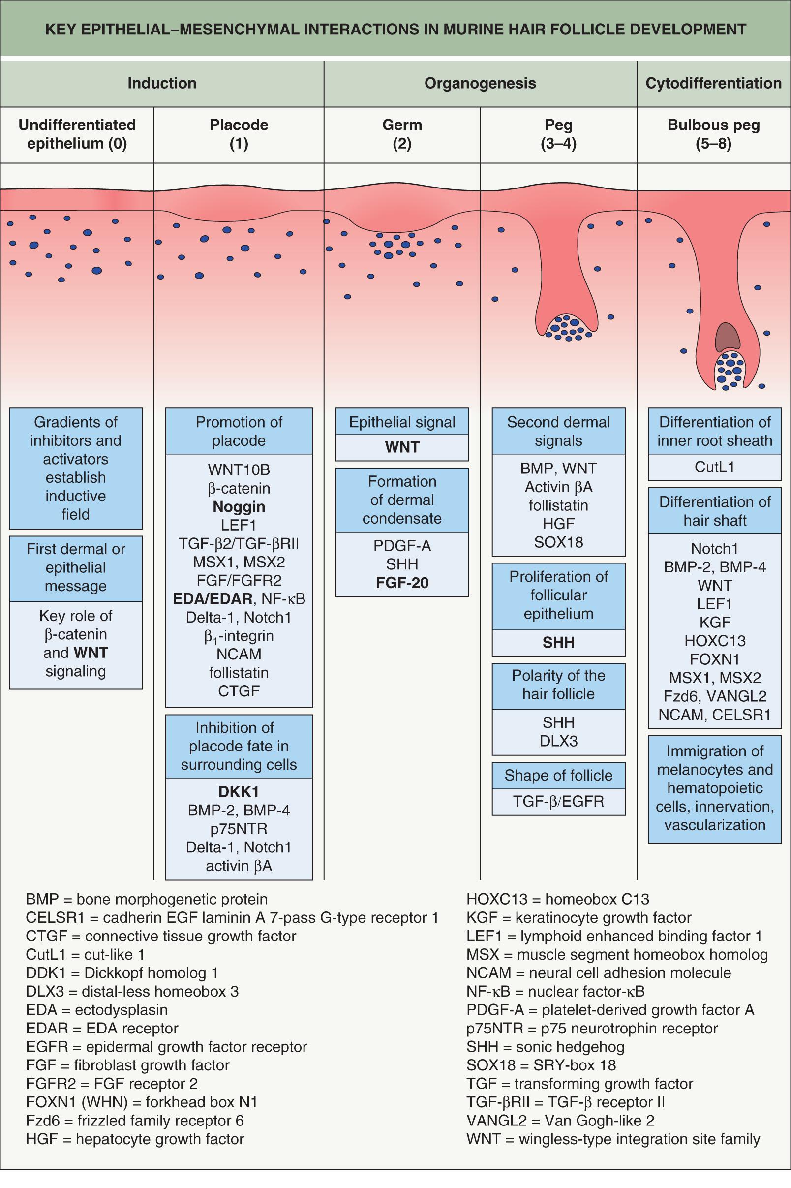 Fig. 68.2, Key epithelial–mesenchymal interactions in murine hair follicle development.