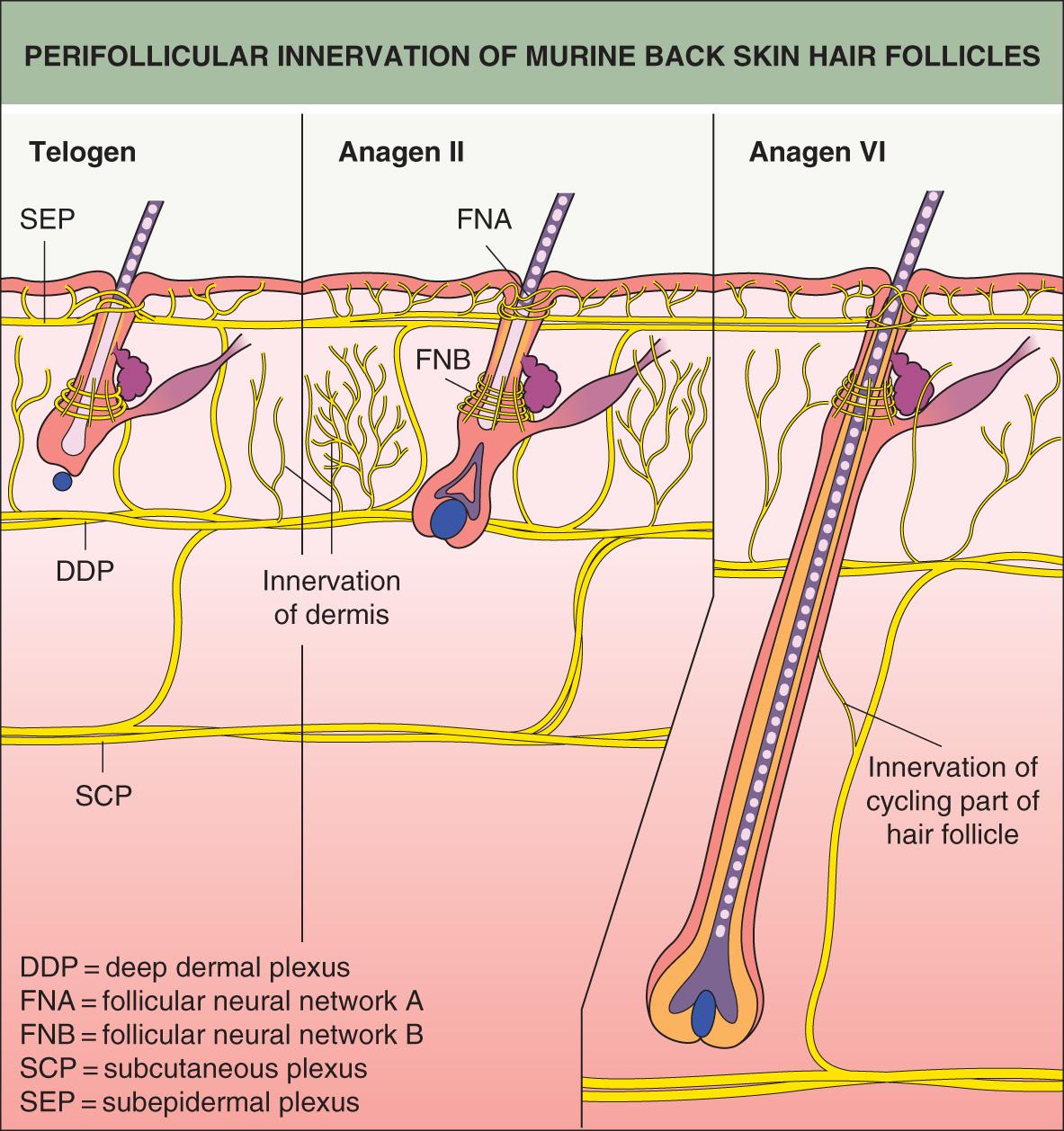 Fig. 68.3, Perifollicular innervation of murine back skin hair follicles.