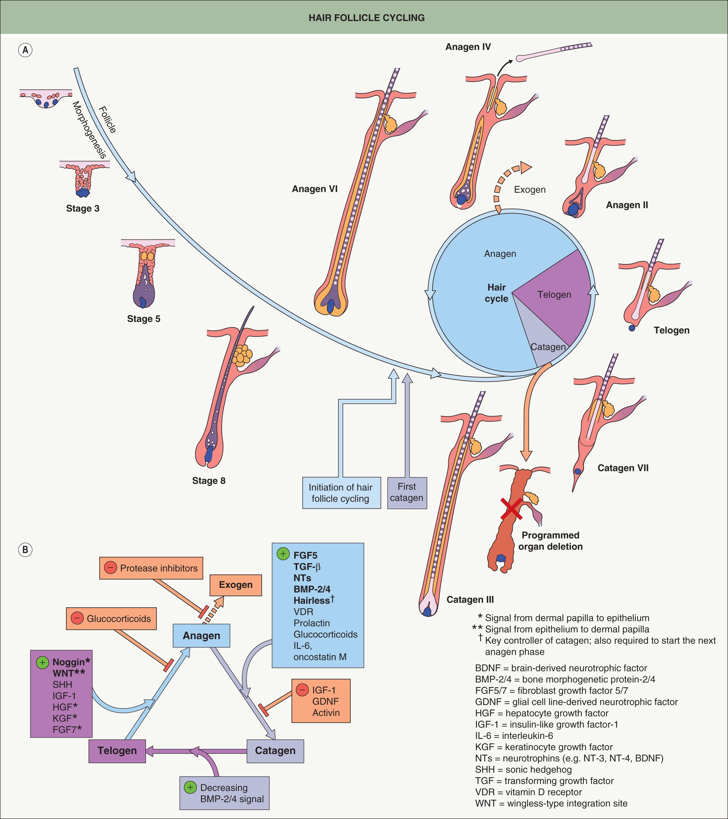 Fig. 68.4, Hair follicle cycling.