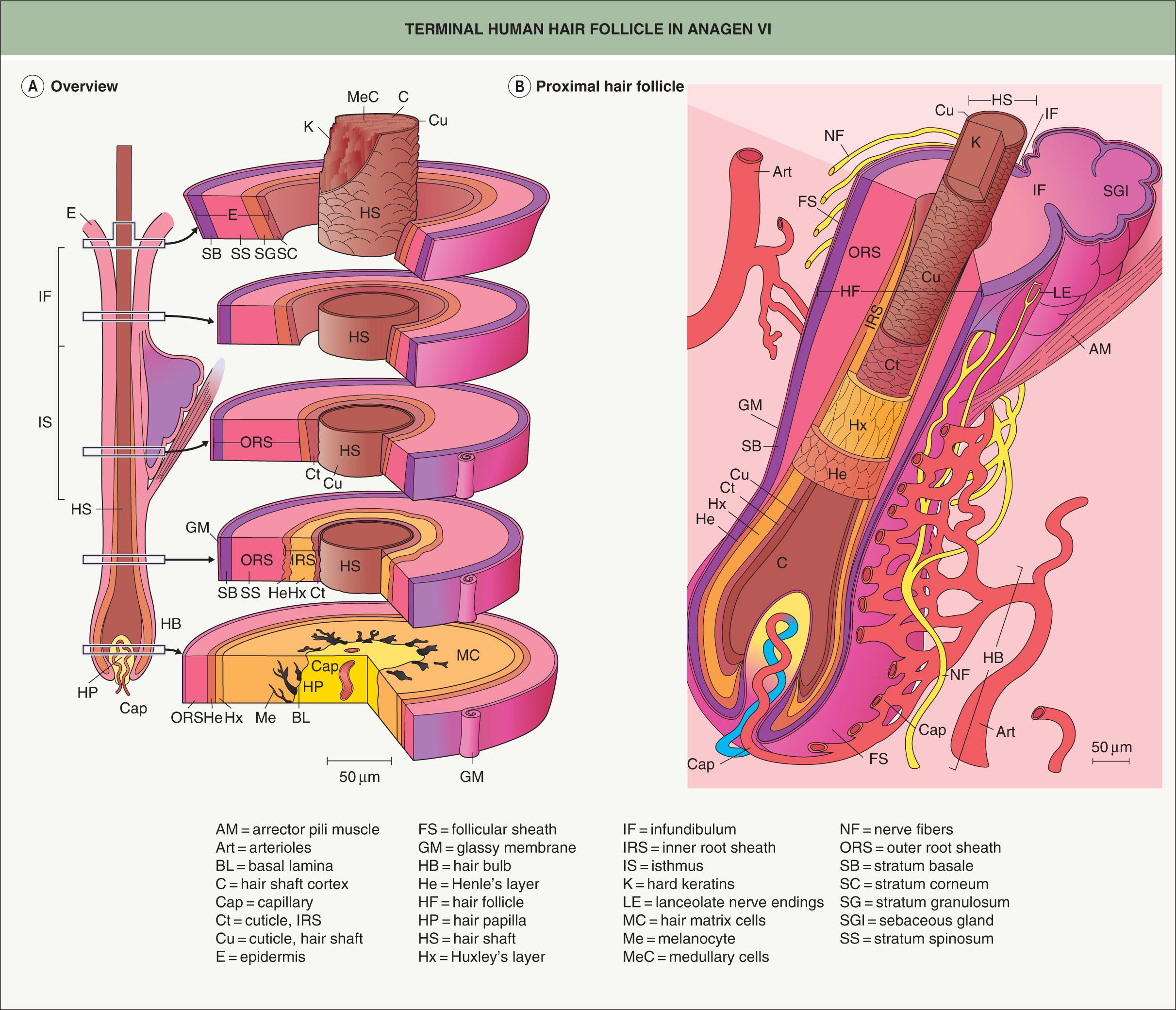 Fig. 68.5, Terminal human hair follicle in anagen VI.