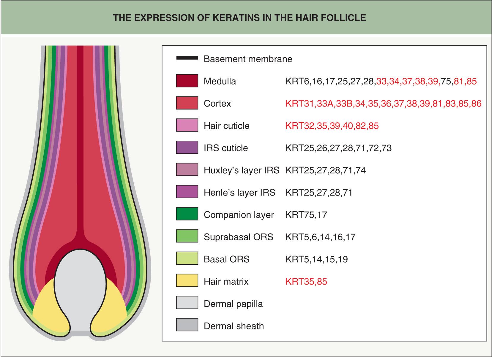 Fig. 68.6, The expression of keratins in the hair follicle.