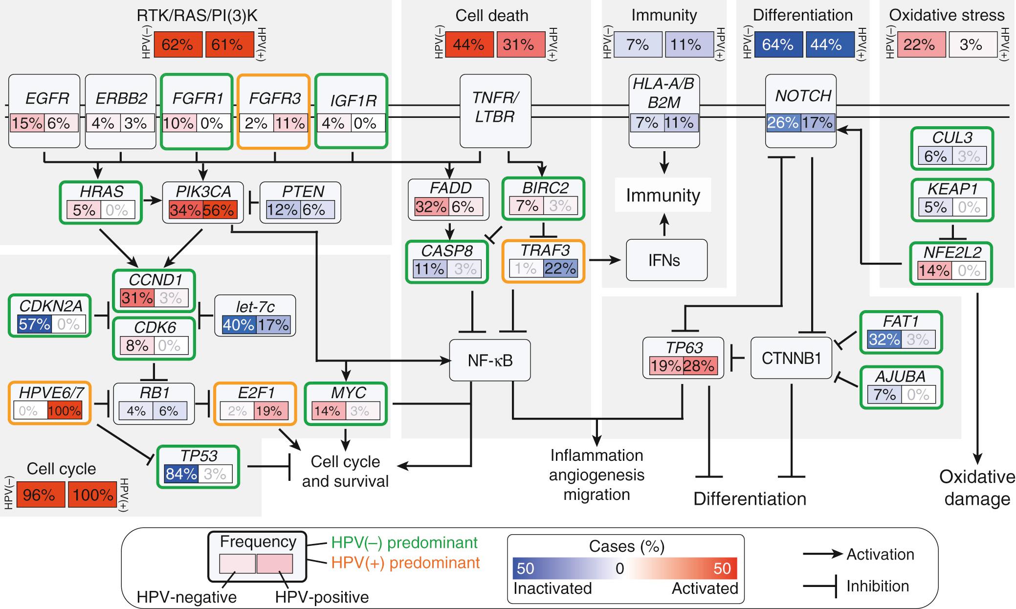 Fig. 73.1, Dysregulated molecular pathways in head and squamous cell carcinoma.