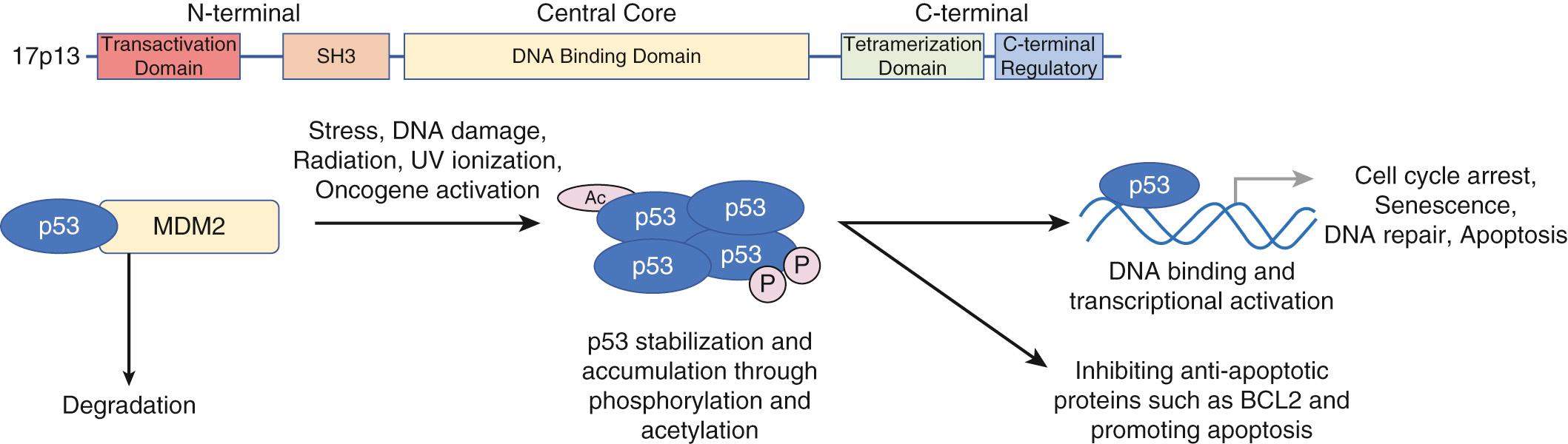 Fig. 73.2, TP53 functional domains and regulation.