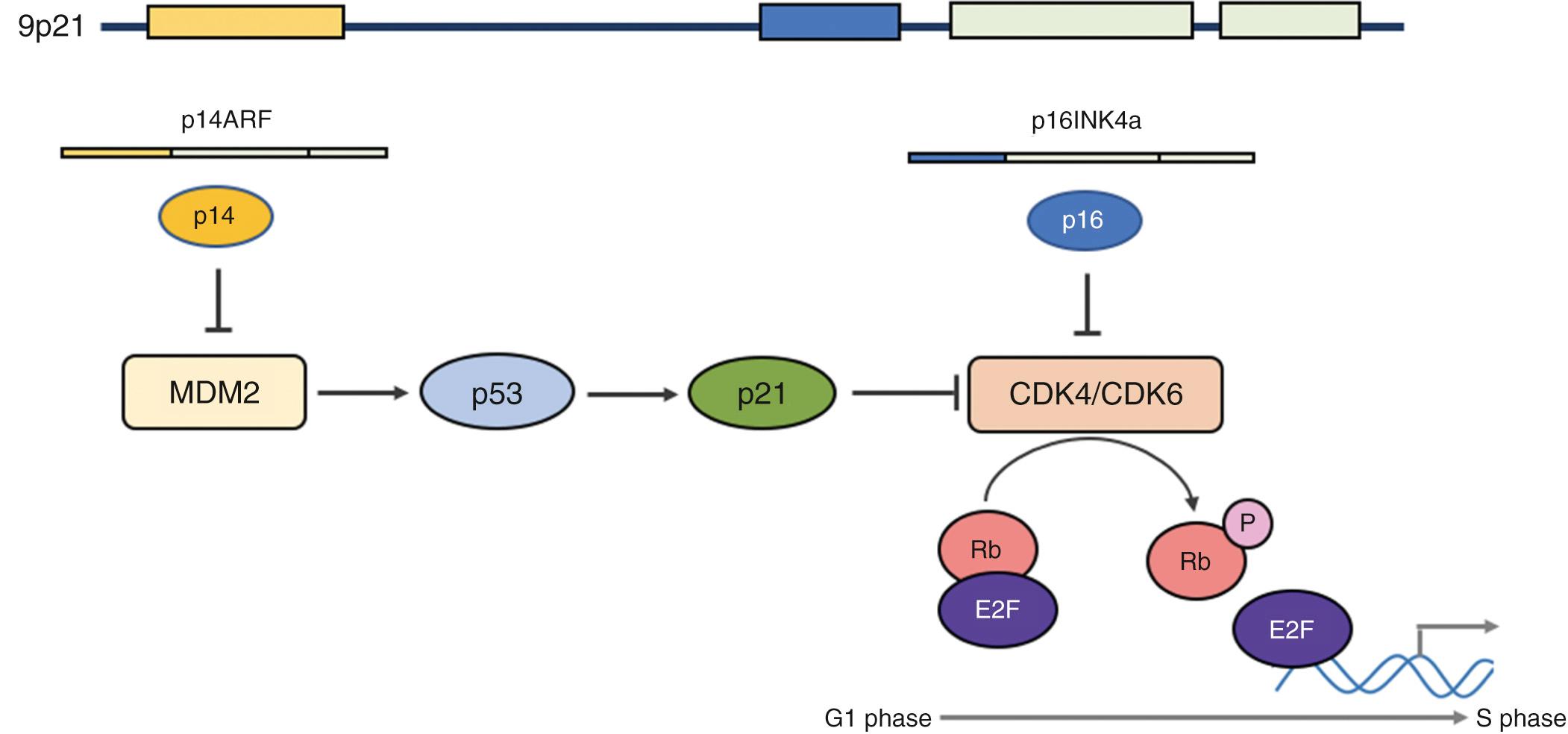 Fig. 73.3, CDKN2A pathway.