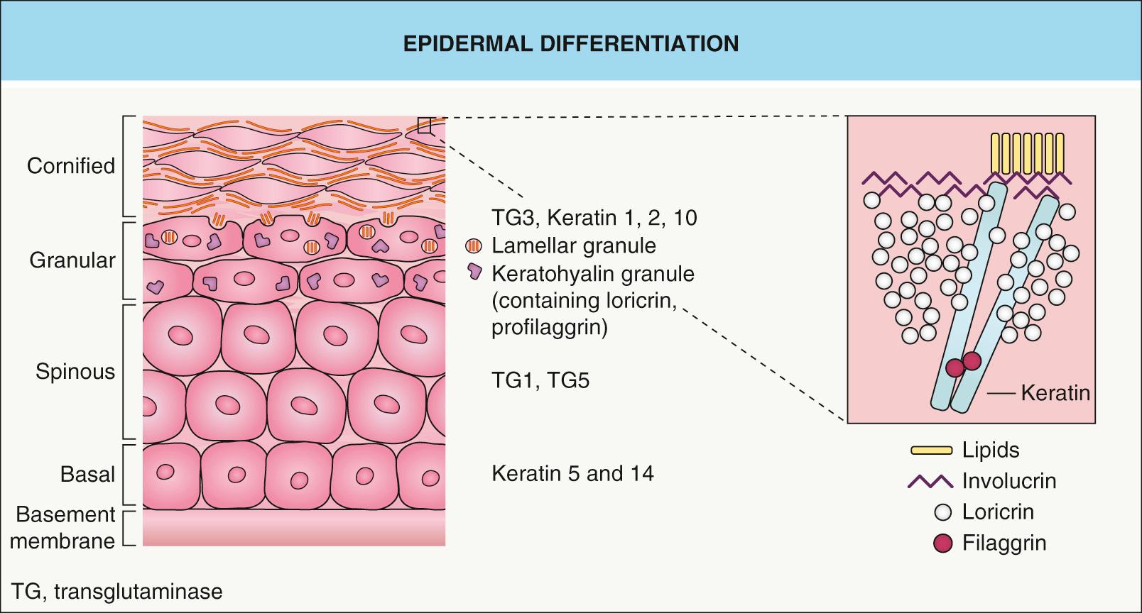 Fig. 56.1, Epidermal differentiation.