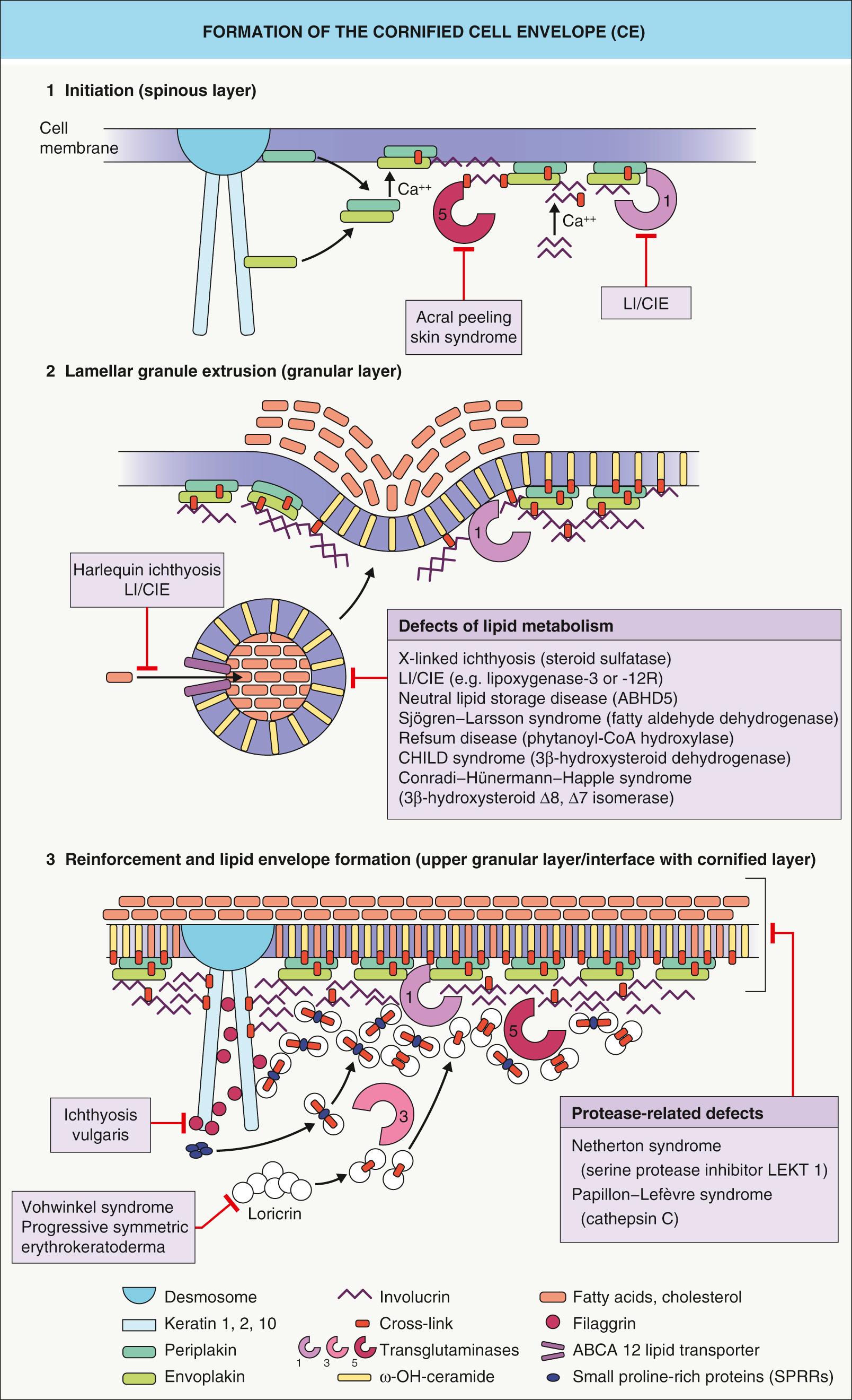 Fig. 56.2, Formation of the cornified cell envelope (CE).