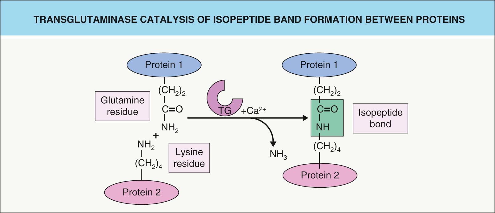 Fig. 56.3, Transglutaminase catalysis of isopeptide bond formation between proteins.