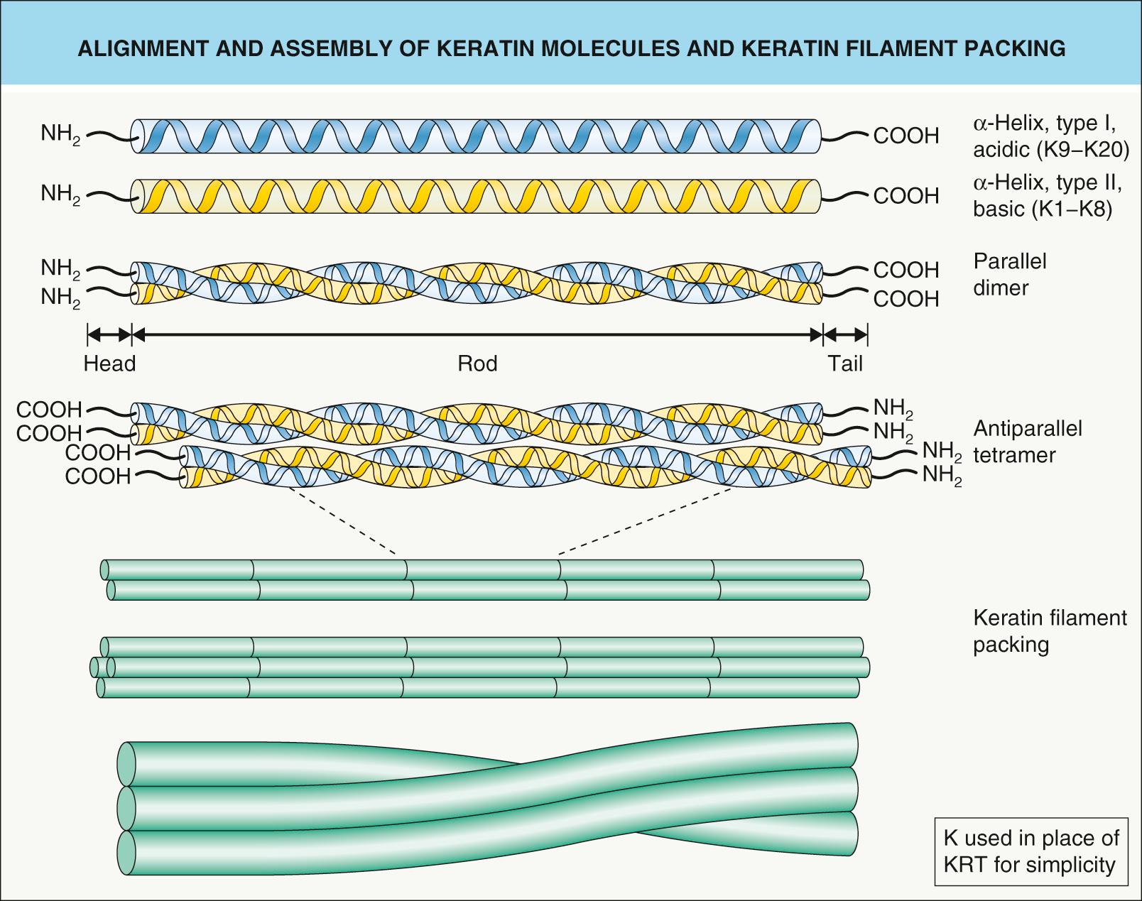 Fig. 56.4, Alignment and assembly of keratin molecules and keratin filament packing.