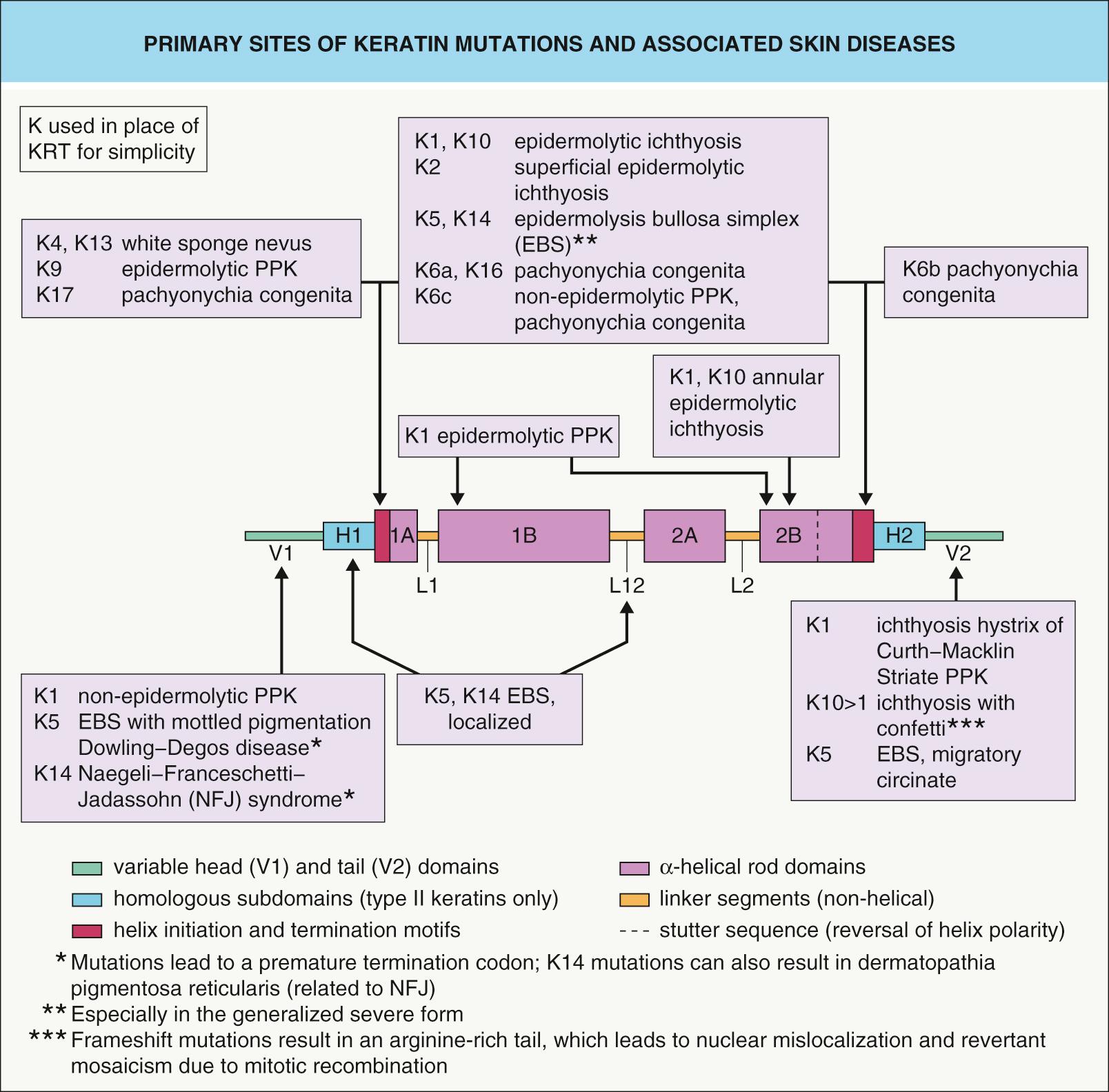 Fig. 56.5, Primary sites of keratin mutations and associated skin diseases.