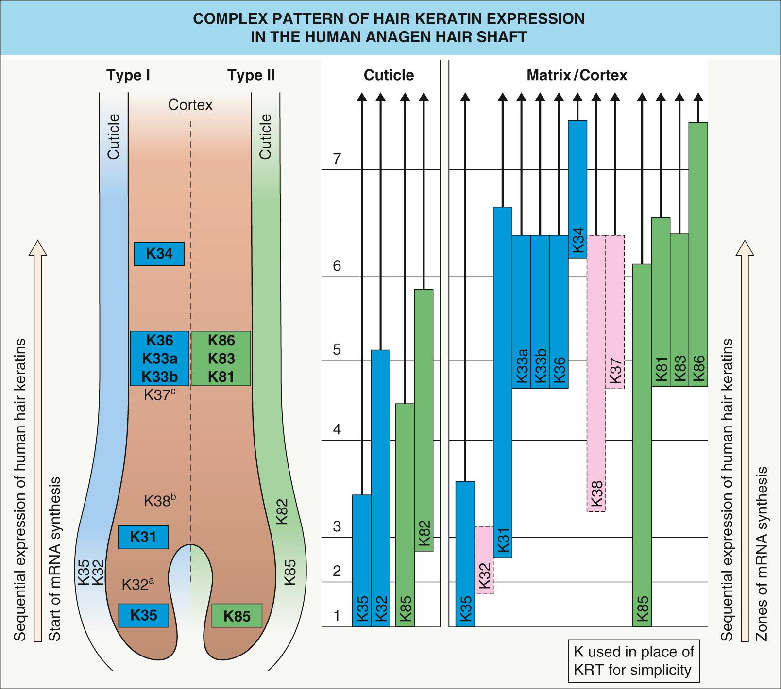 Fig. 56.6, Complex pattern of hair keratin expression in the human anagen hair shaft.