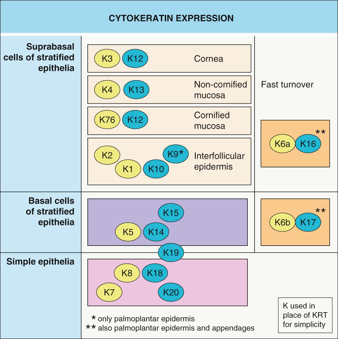 Fig. 56.7, Cytokeratin expression.