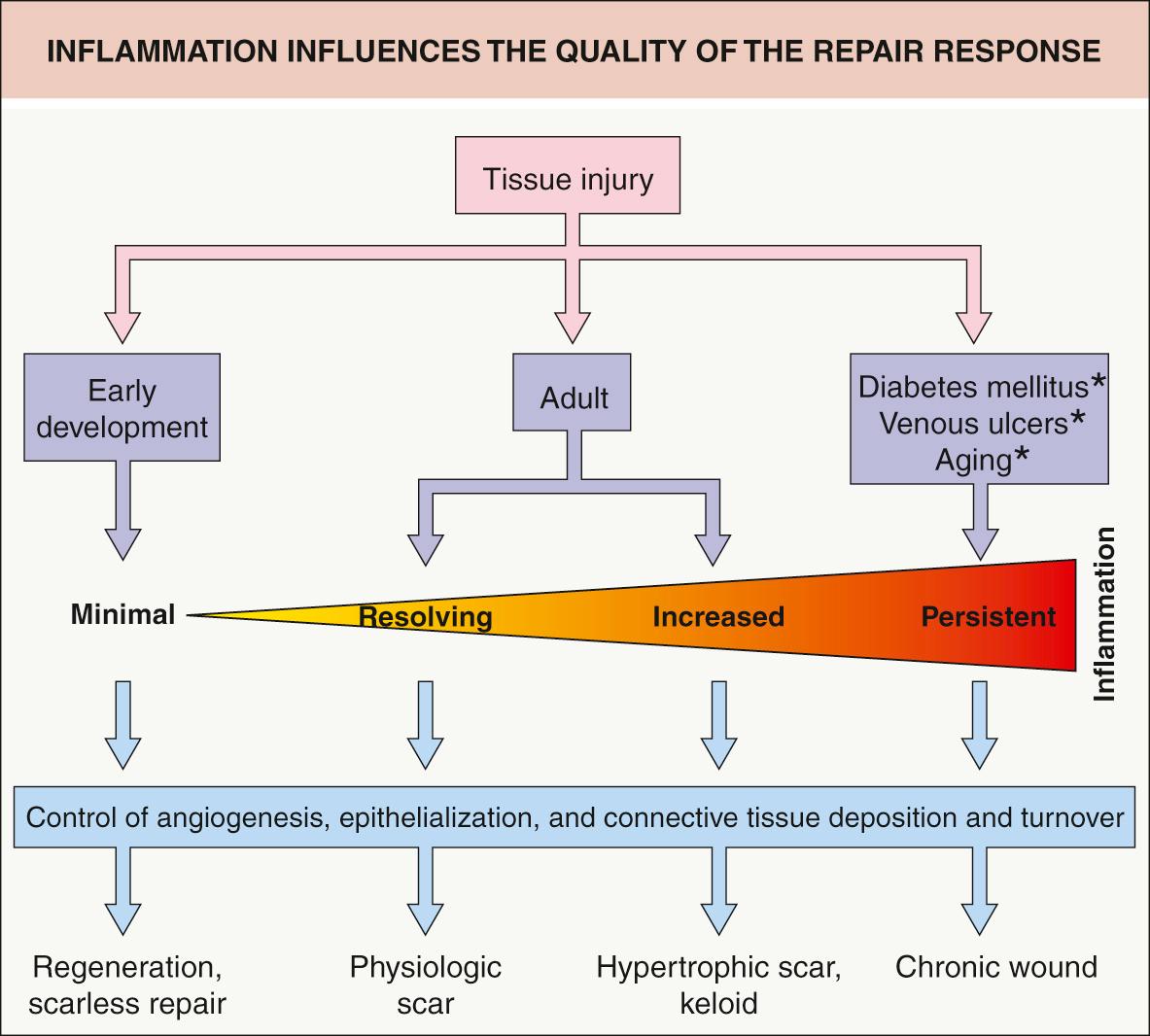 Fig. 141.1, Inflammation influences the quality of the repair response.