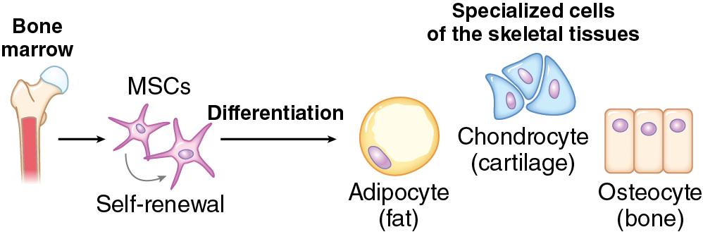 Fig. 11.1, Fate of mesenchymal stem cells. Bone marrow is a source of mesenchymal stem cells (MSCs), which have the capacity for renewal and differentiation with the appropriate signals and stimulation. These differentiated cells produce the various components of bone that contribute to skeletal development, regeneration, and repair.